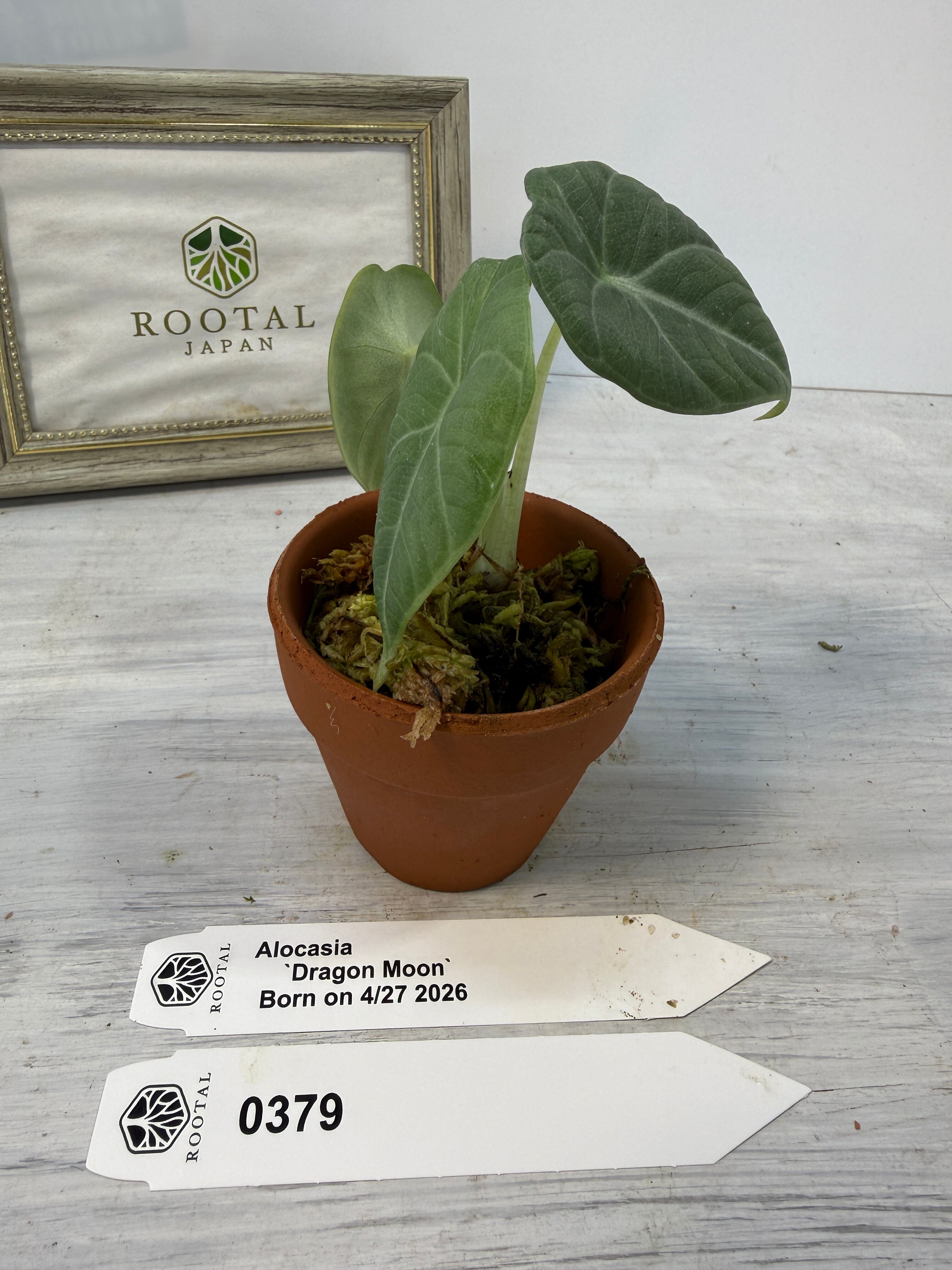 アロカシア | ROOTALPLANTS