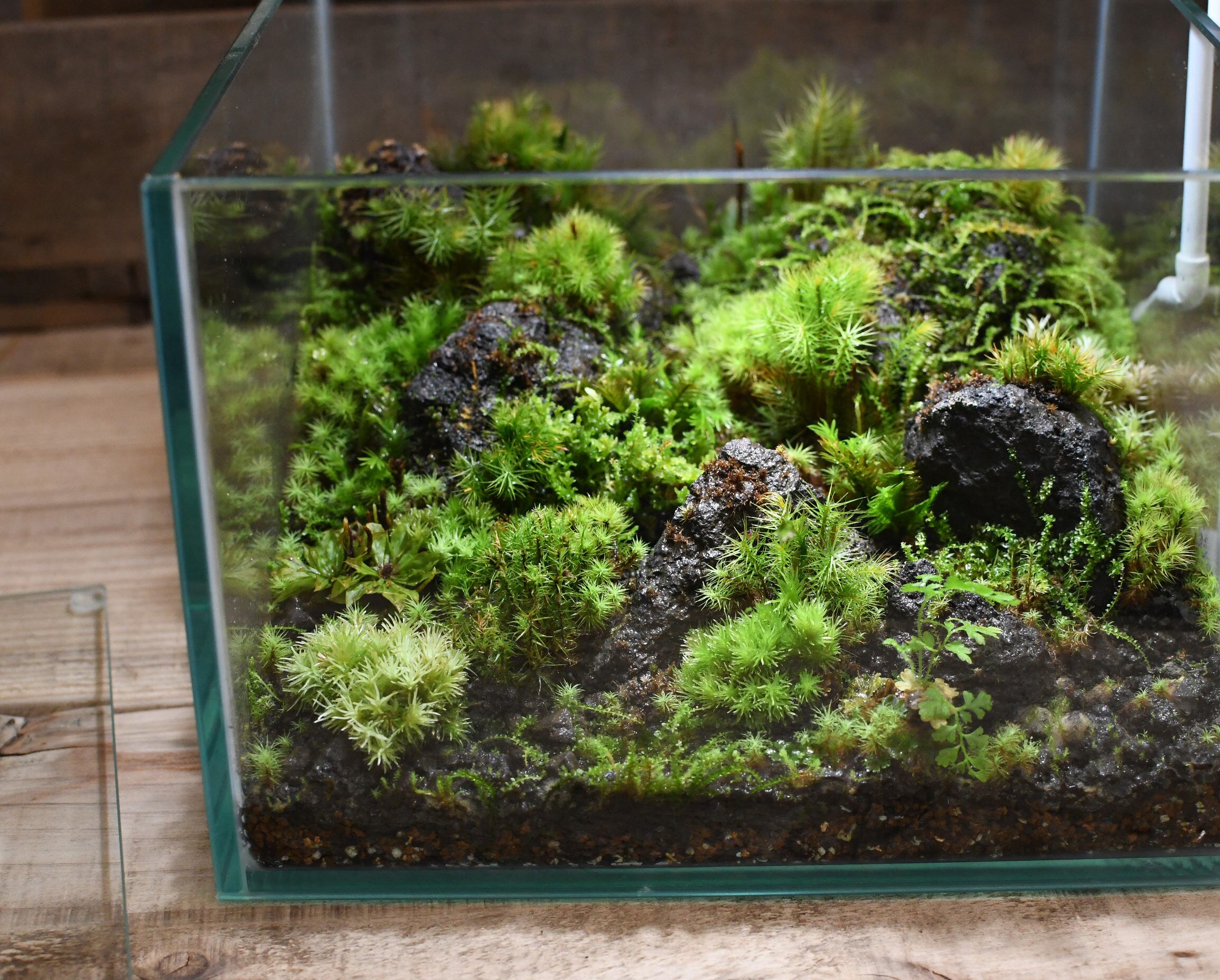 観葉植物 苔テラリウム レイアウトキット ボルケーノ 溶岩石 説明書付 海外並行輸入正規品 観葉植物 苔テラリウム レイアウトキット ボルケーノ 溶岩石 説明書付 海外並行輸入正規品