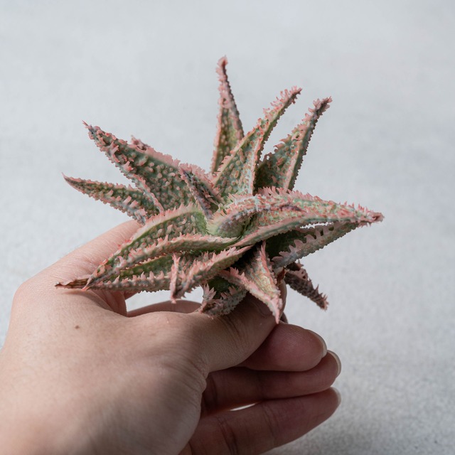 アロエ ハイブリッド -Aloe hybrid- No.21