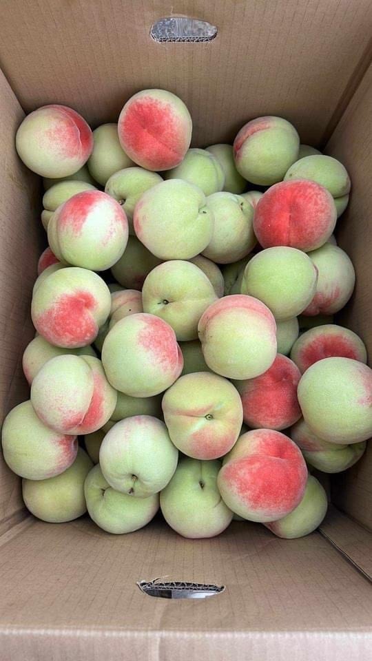 青モモ1キロ 中サイズ 約7-10個・Green Peach・Đào giòn | VIETNAM