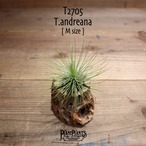 【送料無料】アンドレアナ M〔エアプランツ〕現品発送T2705