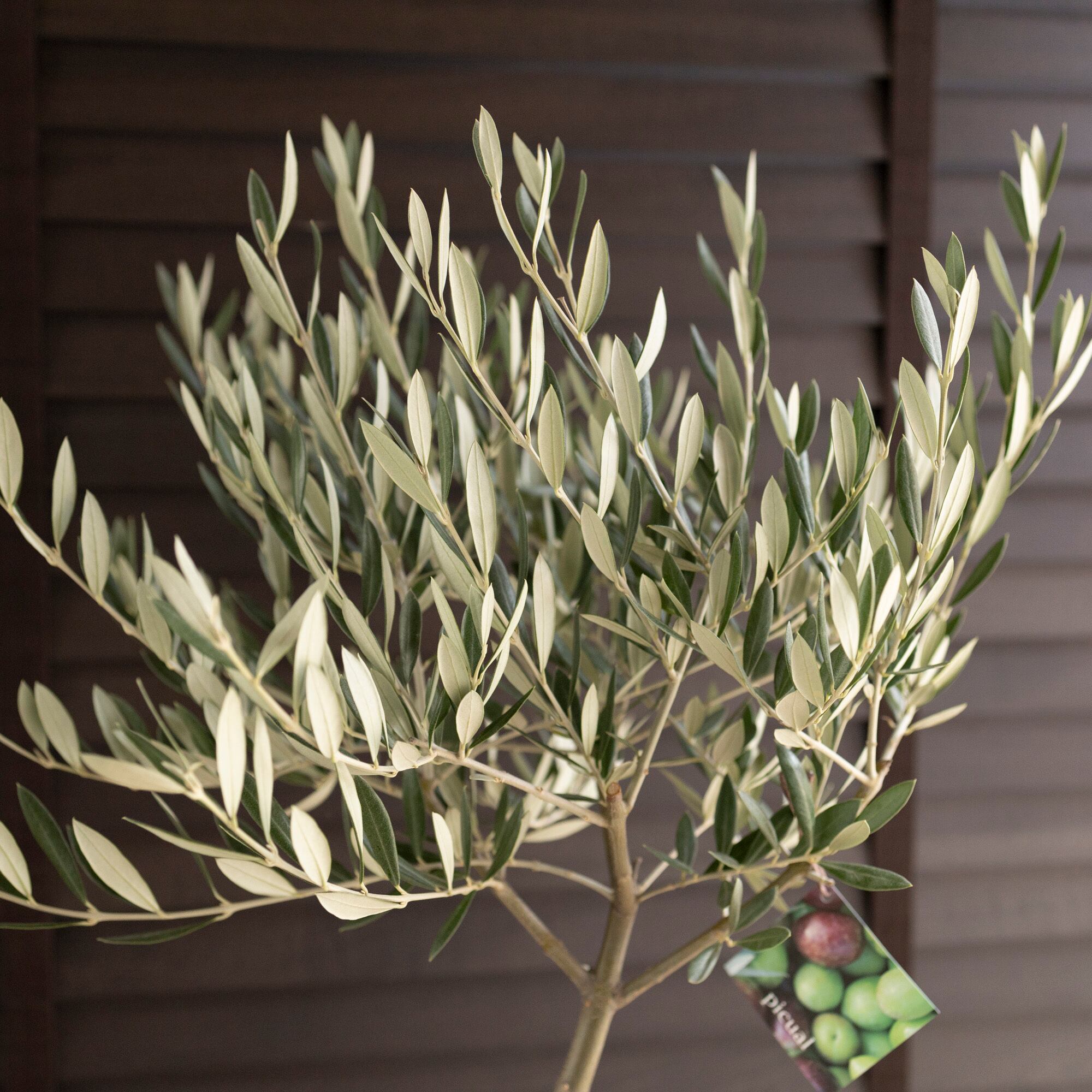 創樹 Olive オリーブの木 盆栽 SOUJU Picual ピクアル オリーブ 8号