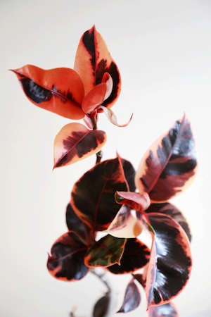 【M】フィカス ルビー/Ficus