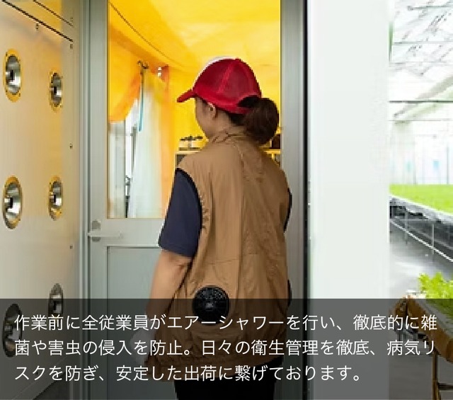 サラダほうれん草・1ケース（40束/ケース）国産【140サイズ】