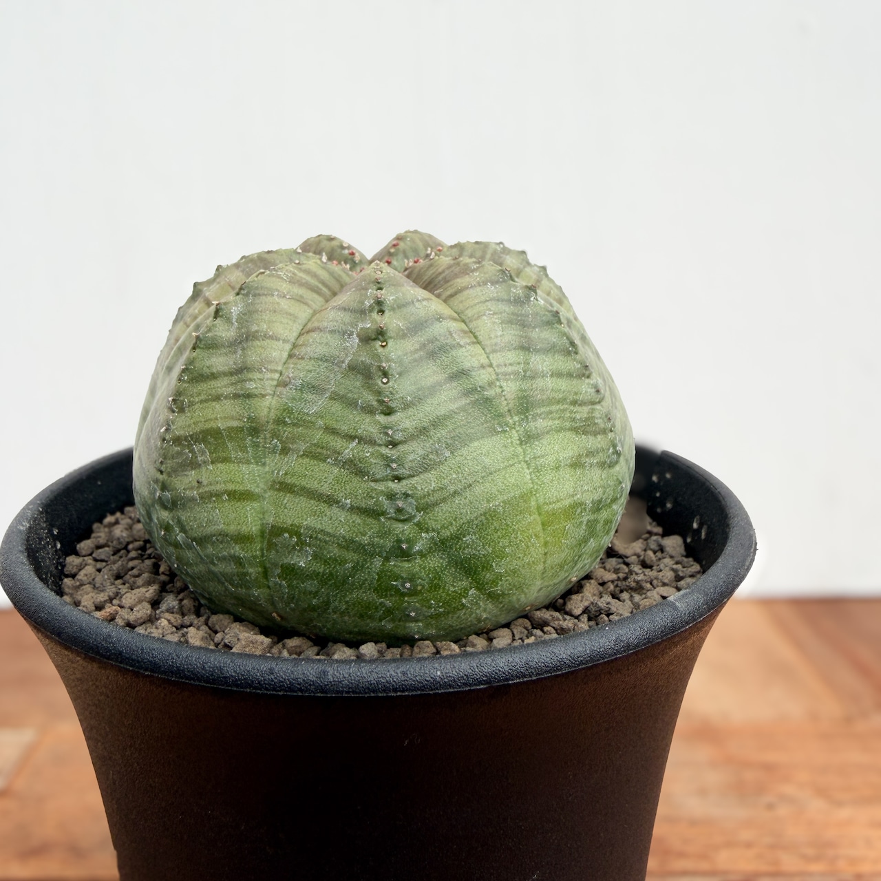 Euphorbia obesa【ユーフォルビア・オベサ】