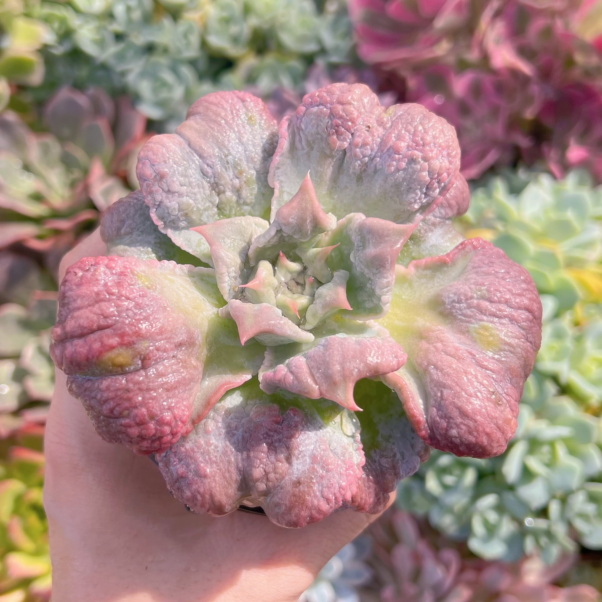 現物　コブマディバ群生#066　新入荷