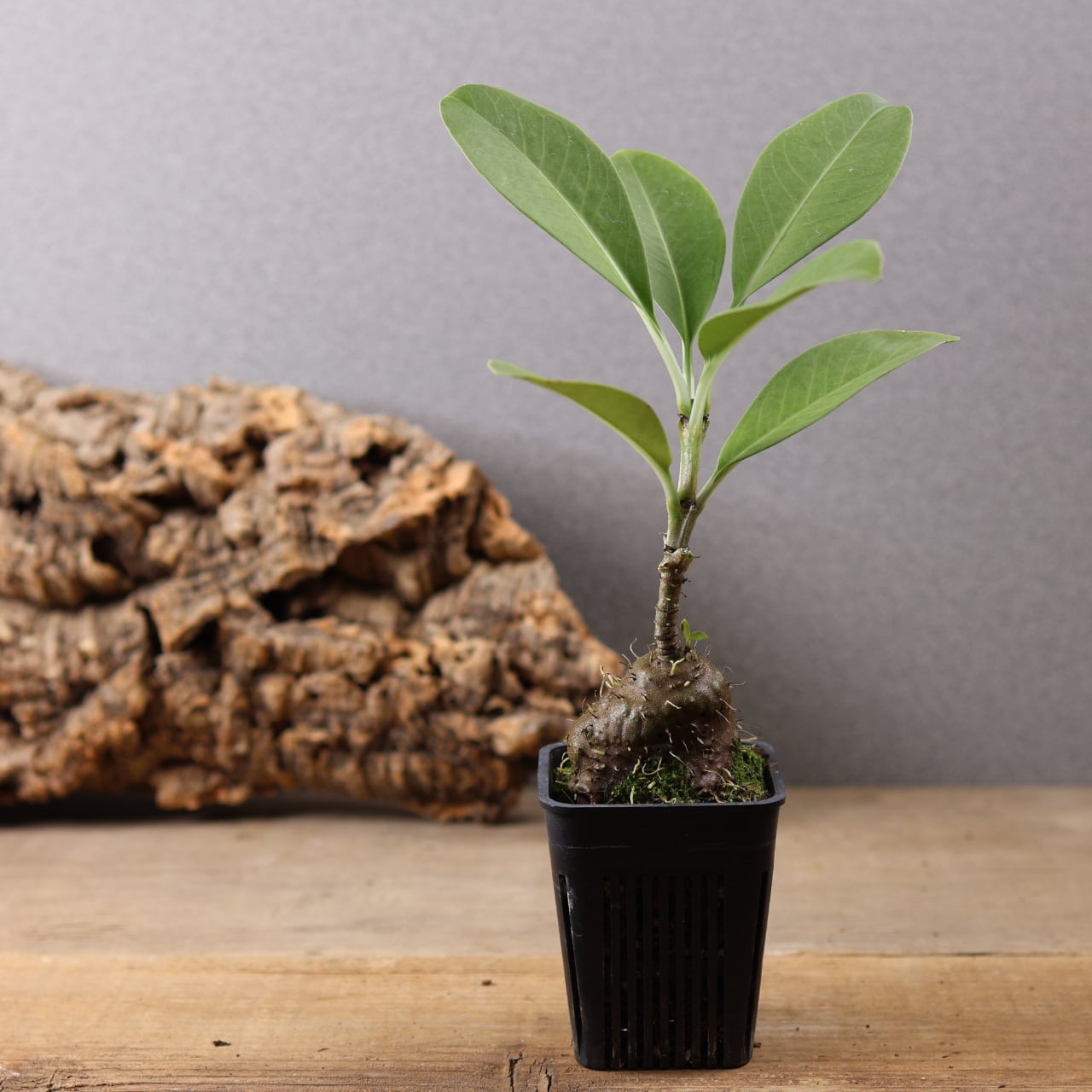 フィカス ティネケ 観葉植物 斑入り フィカス・ティネケ(ティネケゴム)ゴムの木の仲間 斑入り【観葉植物