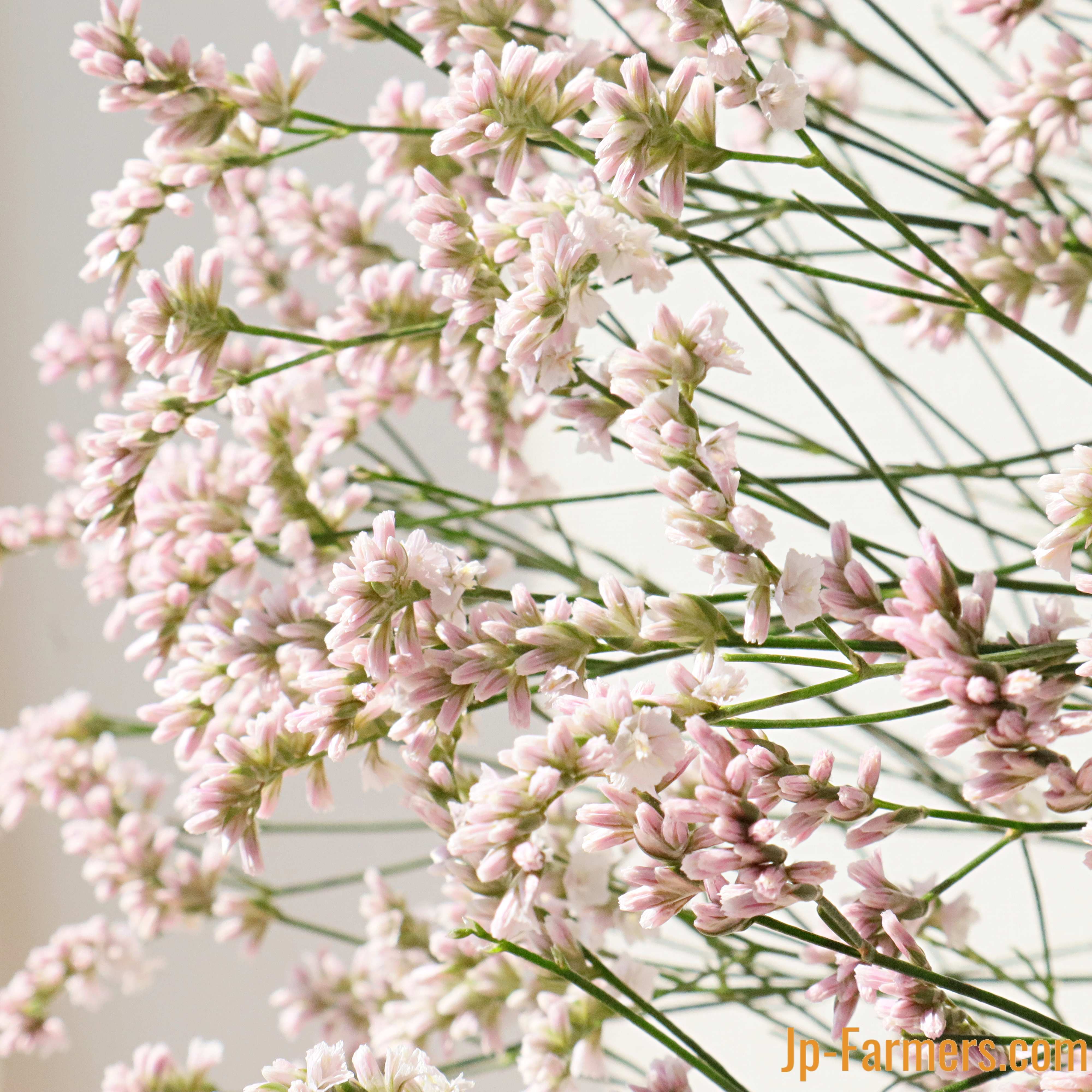 スモークツリーとリューカデンドロン　くすみピンクの2Wayガーランド　スターチス スモークツリーとリューカデンドロン くすみピンクの2Wayガーランド