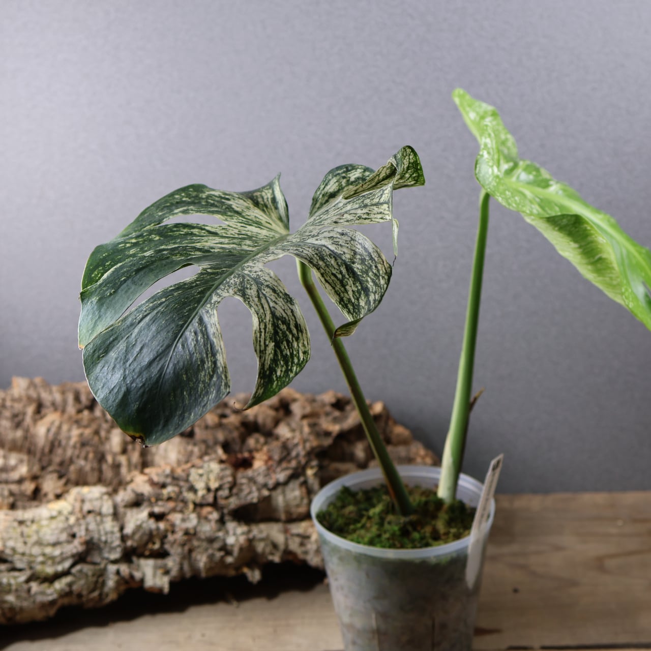 MARX PLANTS | 観葉植物・多肉植物・塊根植物