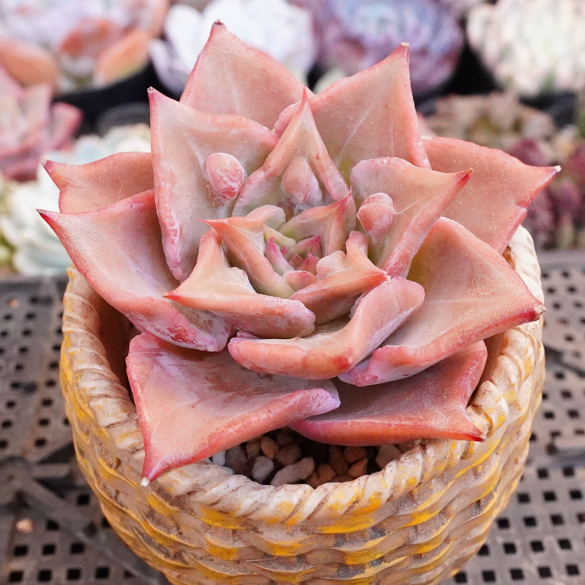 100#植物アエオニウム錦❤️サラダボール中斑錦❤️韶華❤️2大頭6小頭15cm拔き苗 すべての商品 | E-TANIKU