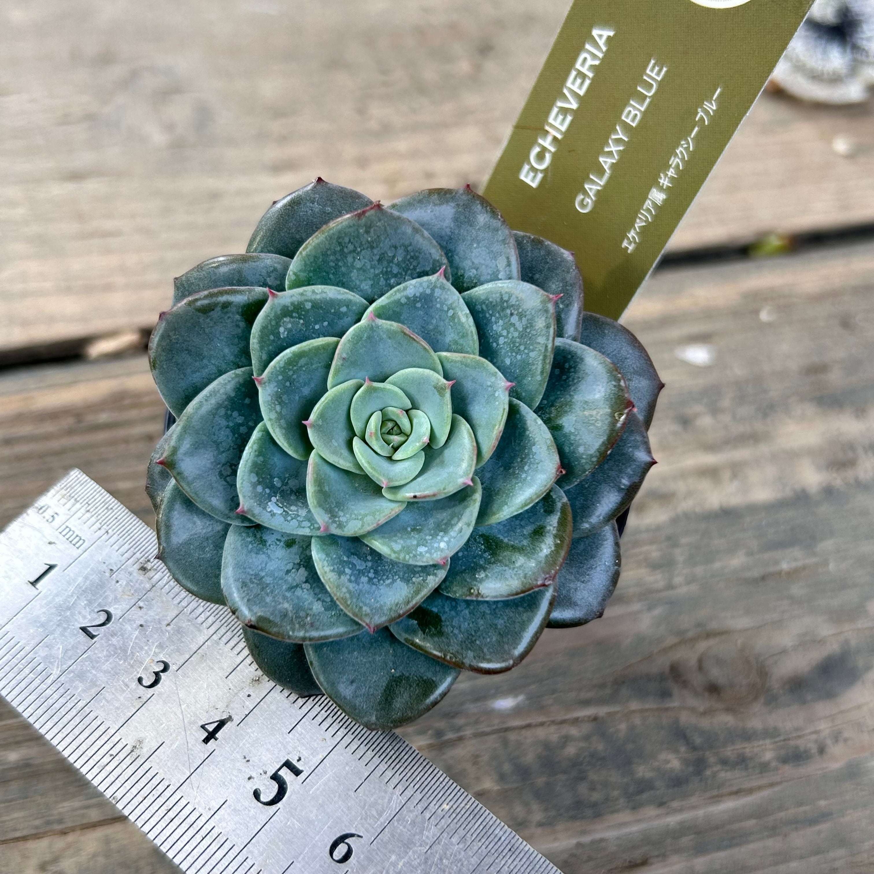 ギャラクシーブルー　抜き苗 ノア様専用】【多肉植物】ギャラクシーブルー 抜き苗の通販 by