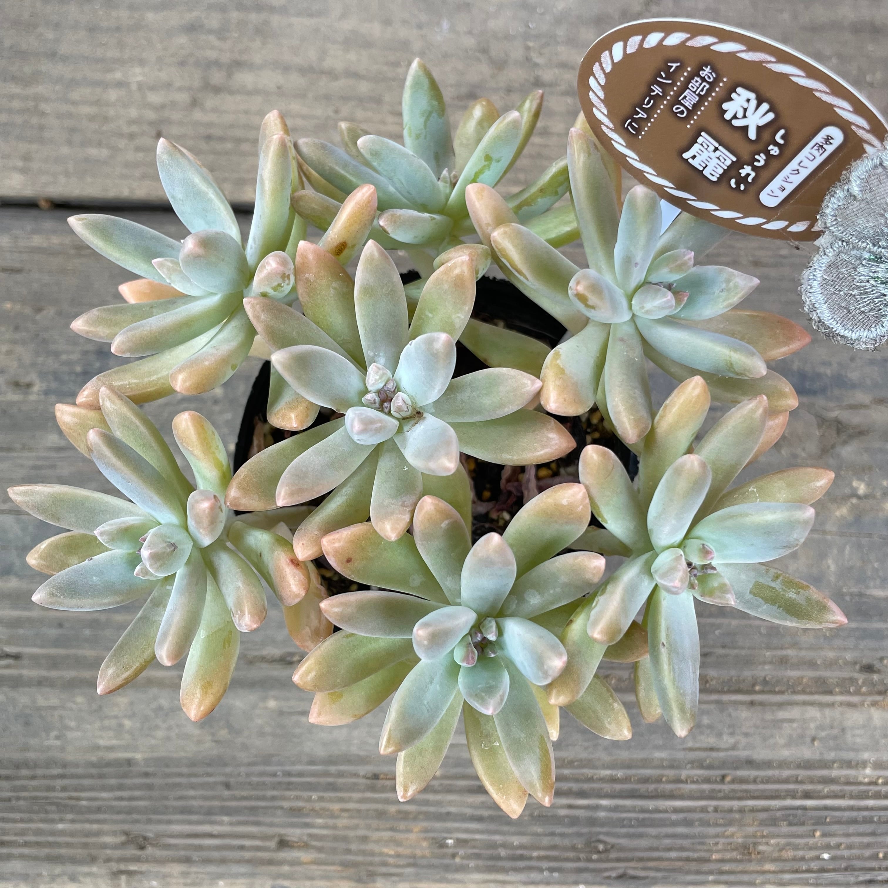 ブティック 東京 - 多肉植物 セロぺギア シモネアエ 希少 37cm - 公式