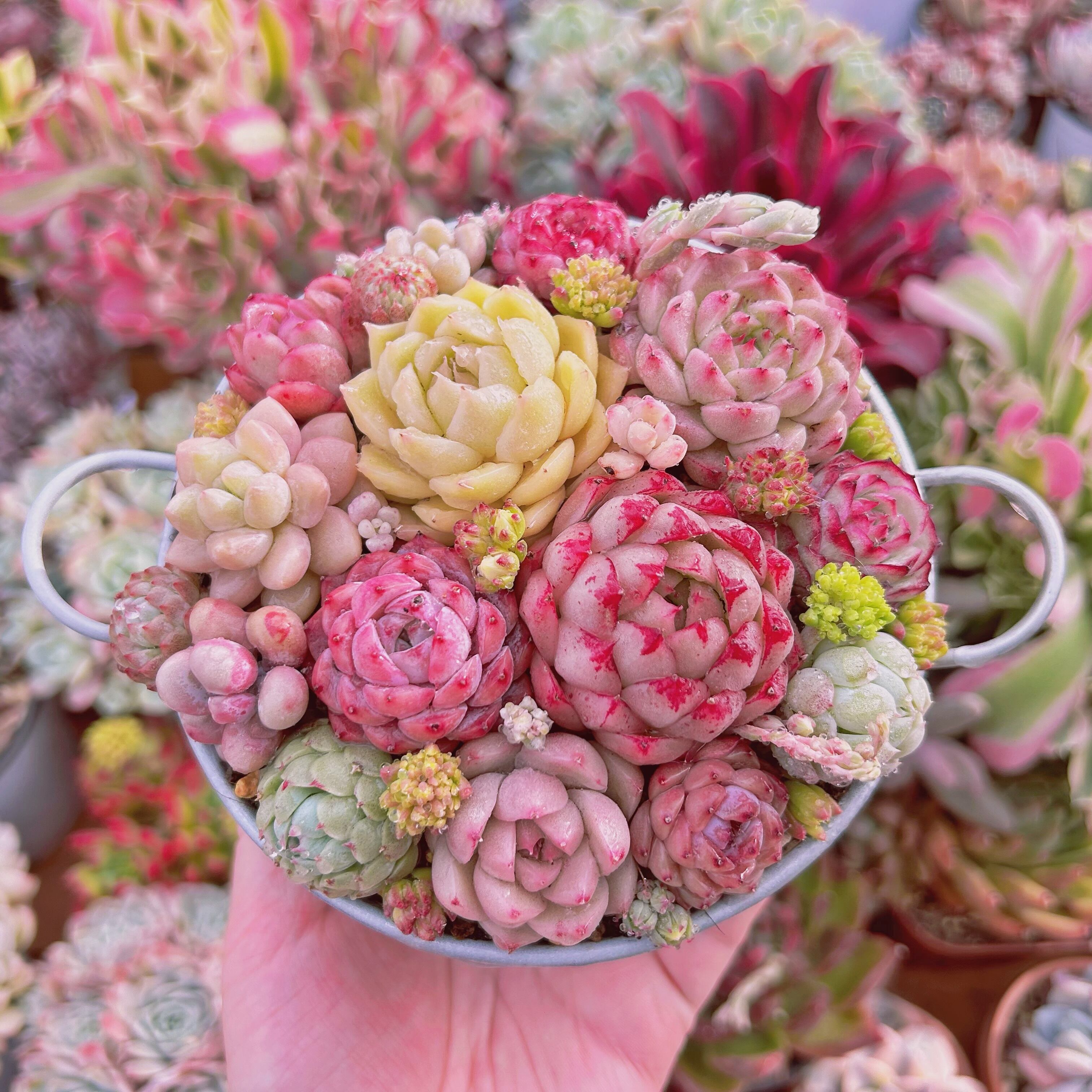 #287現物　寄せ植えセット