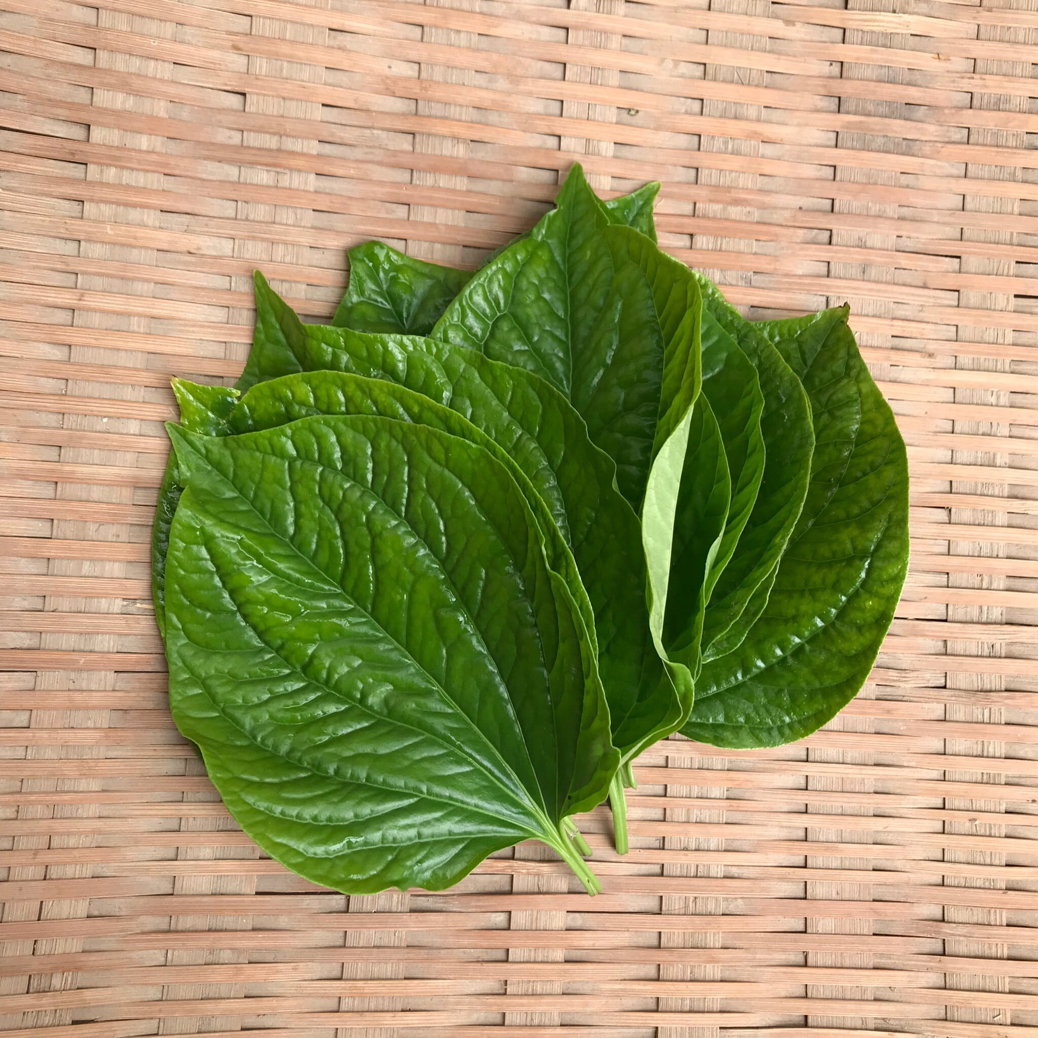 シーズン終了しました】ラロット／ハイゴショウの葉 15g | 川辺農園