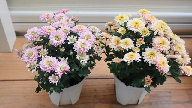 ⭐SALE⭐クリサンセマム　アラモード　『サーモン』＆『アプリコット』２種セット