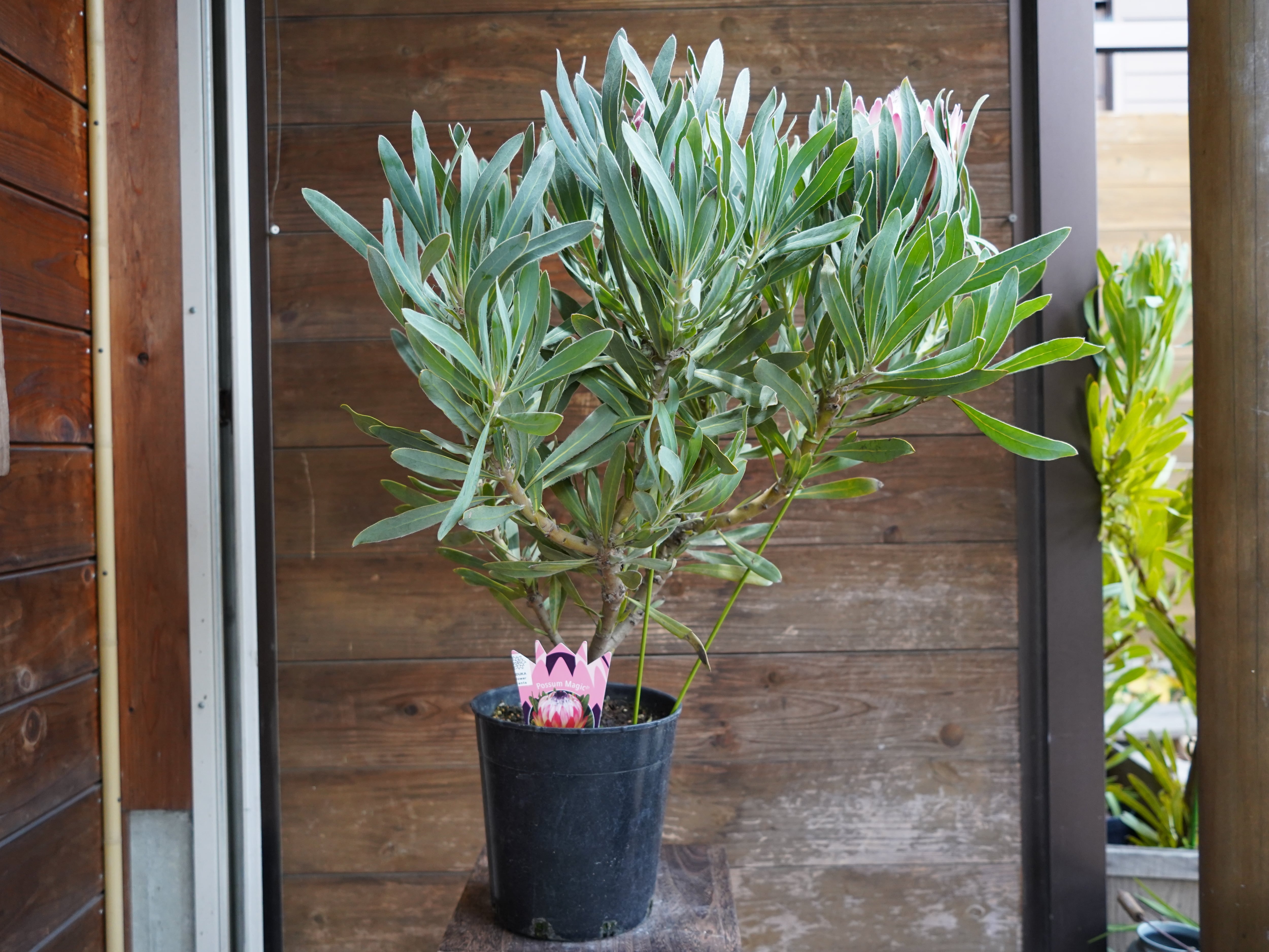 【現物】プロテア　”ポッサムマジック”