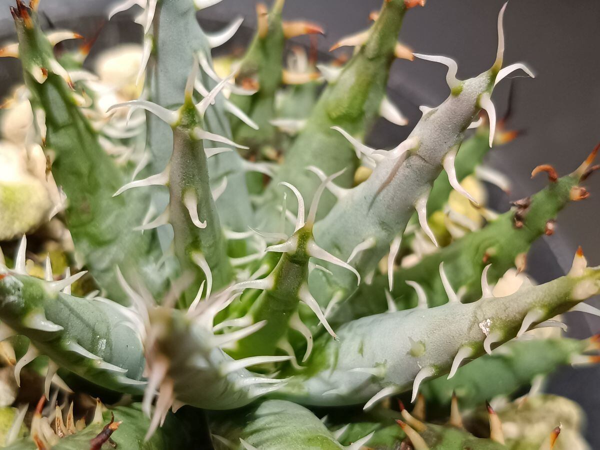 2025/12落葉休眠中) Pachypodium rosulatum var. gracilius