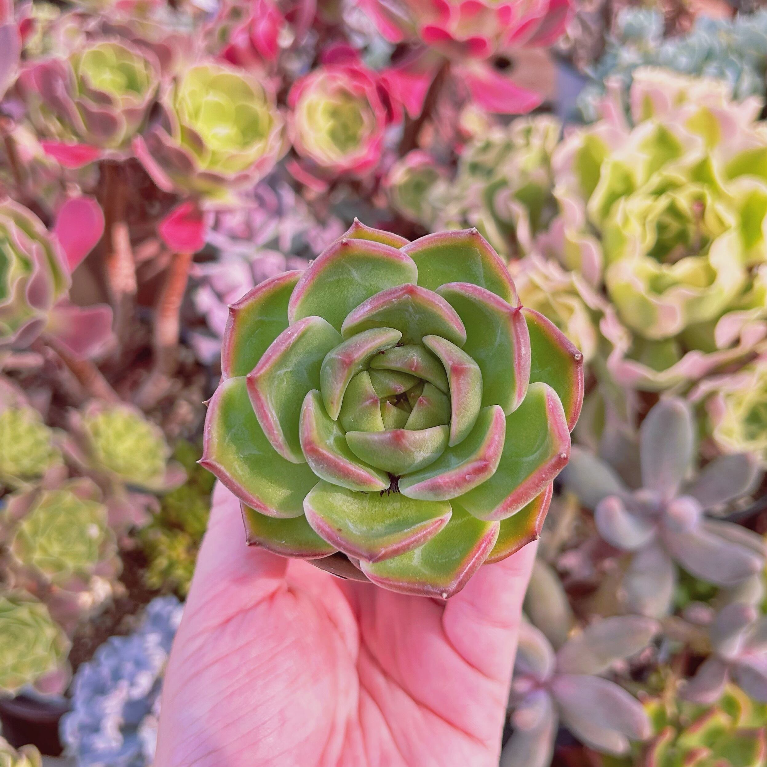 現物　多肉植物　ホワイトドラゴン　抜き苗