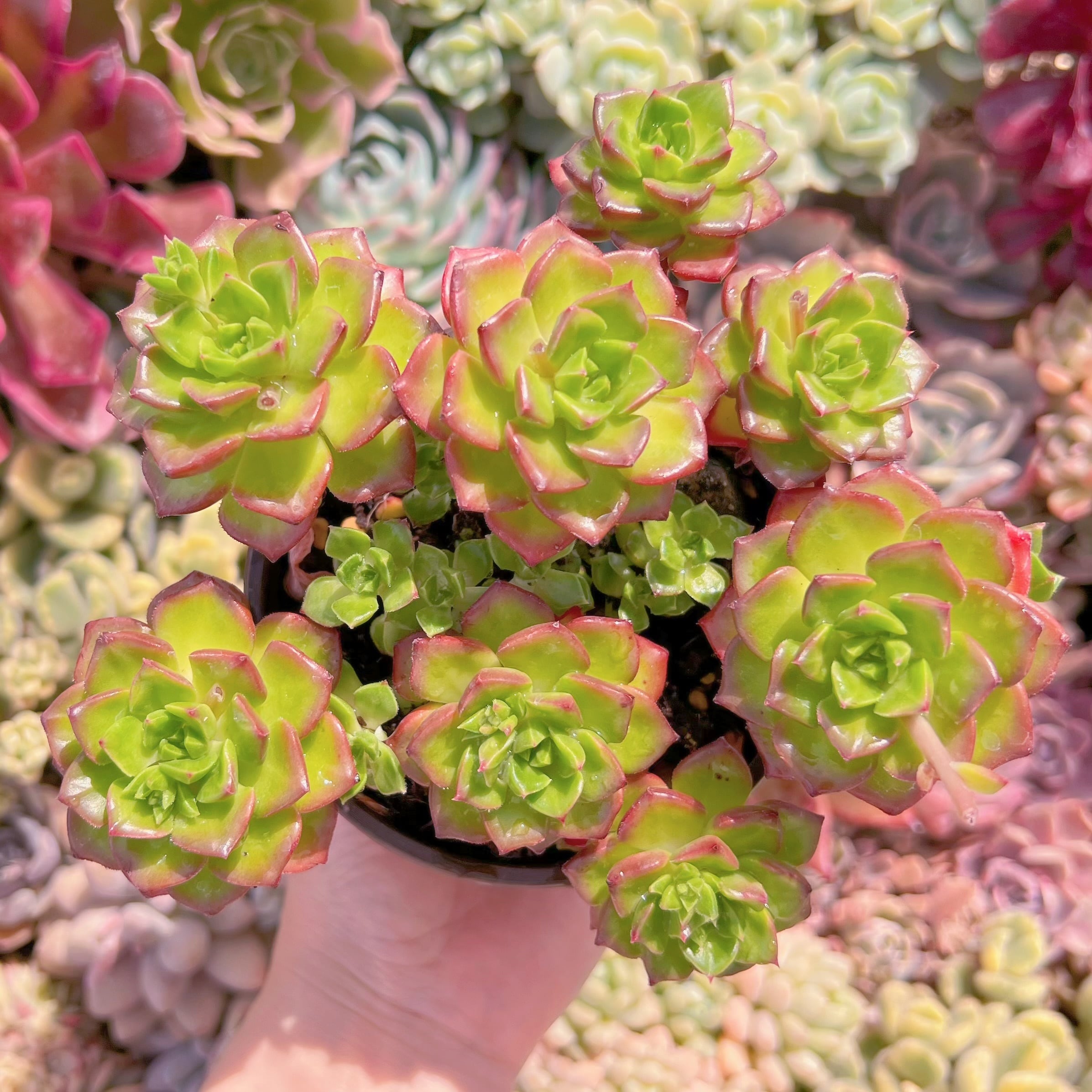 現品　レティジア#517   群生　るる農園