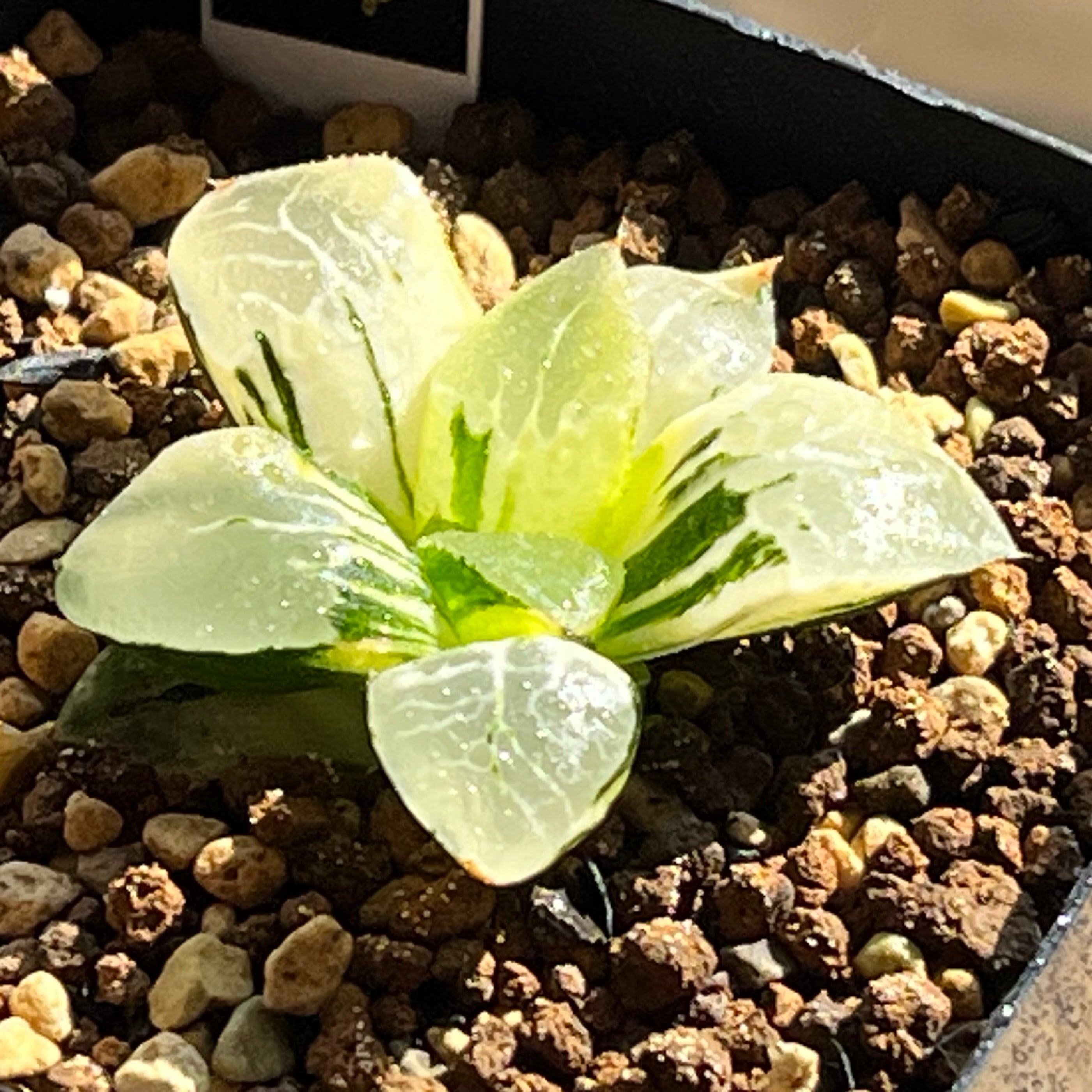 ハオルチア 三仙寿錦 | mocono_plants