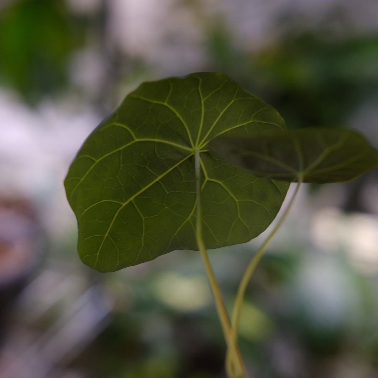 Stephania kaweesakii / ステファニア カウィーサキー⑱/ 観葉植物