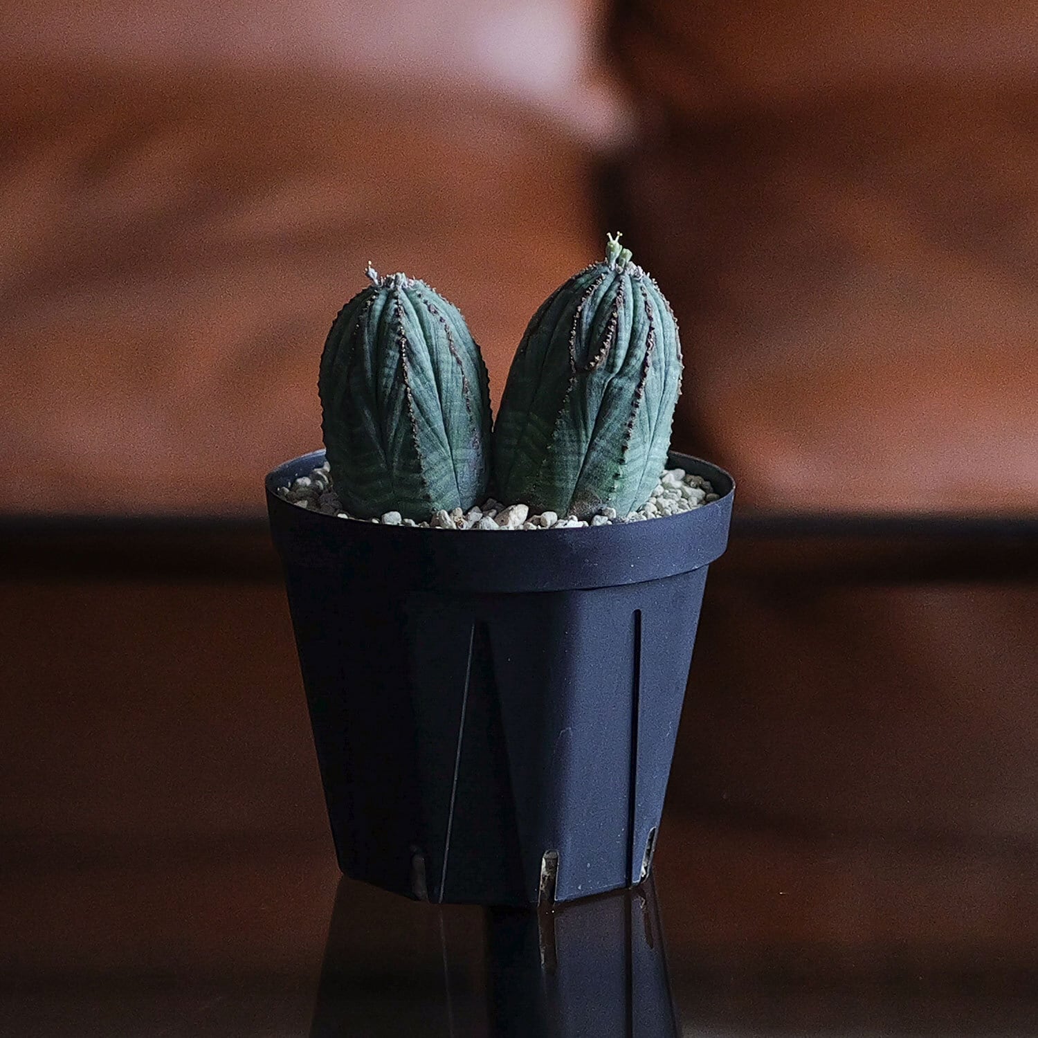 オス株 マイクロ ダブルヘッド オベサ / ユーフォルビア | LIGHTHOUSE