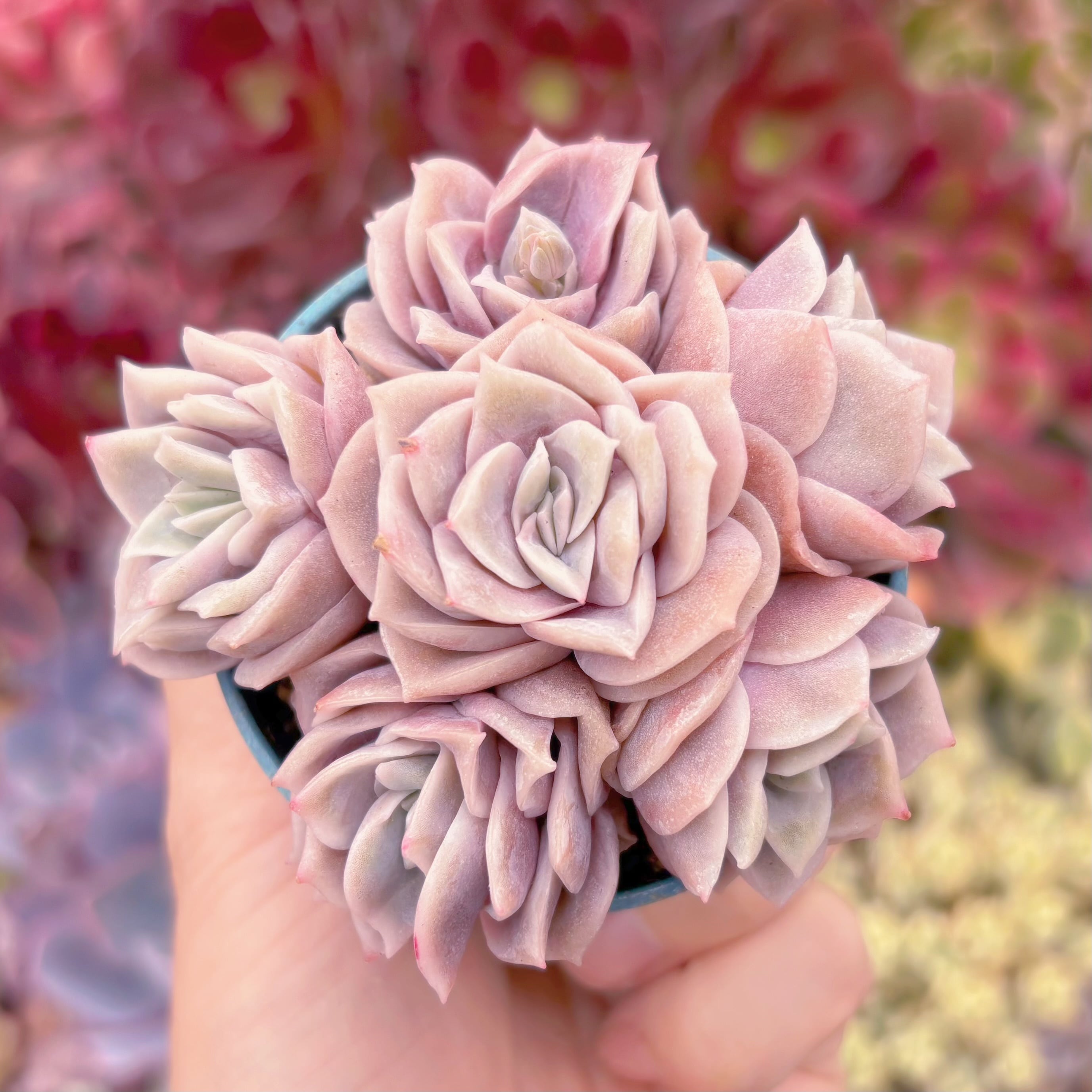 現品　ピンクラブリーローズ#300　るる農園