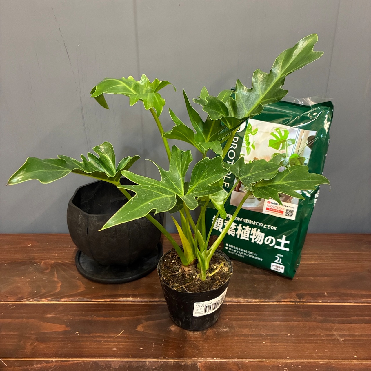 【秋の植え替えフェア対象】【セット】フィロデンドロン　セローム