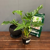 【秋の植え替えフェア対象】【セット】フィロデンドロン　セローム