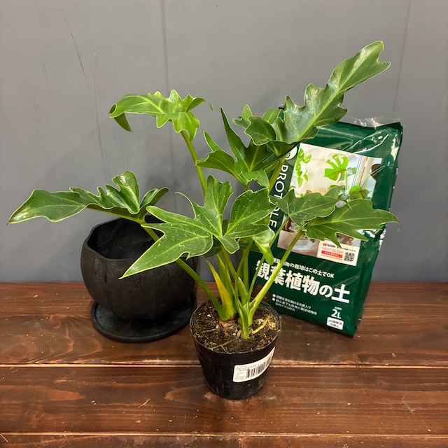 【秋の植え替えフェア対象】【セット】フィロデンドロン　セローム