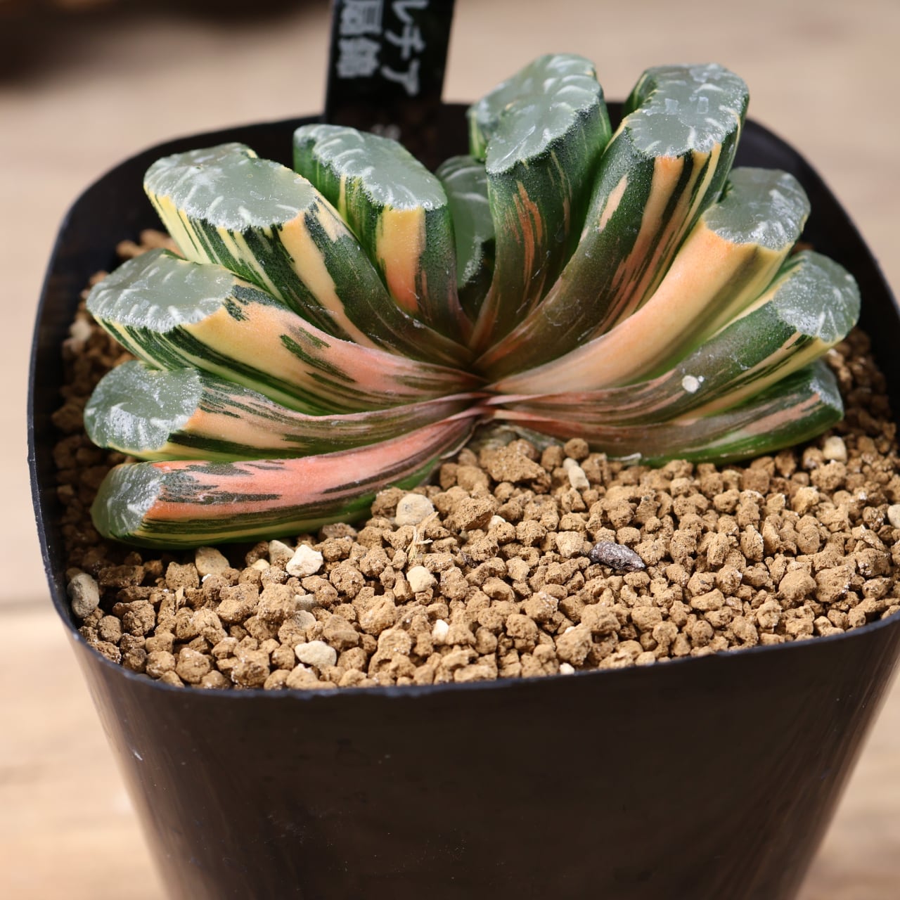 721『ハオルチア 玉扇錦』観葉植物【送料無料】 | MARX PLANTS | 観葉