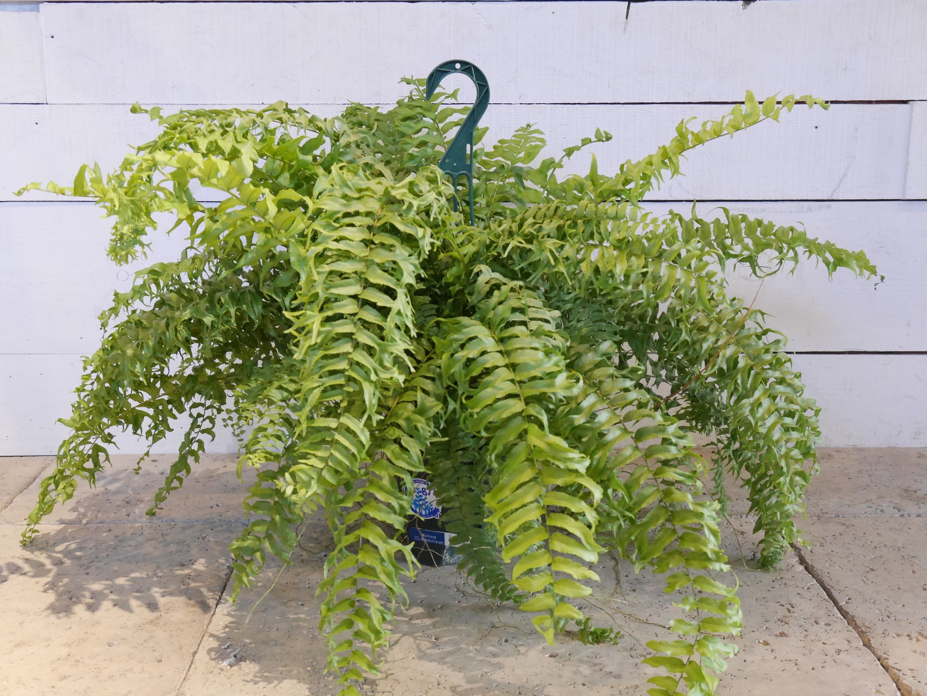 ネフロレピス・ビセラータ・フルカンス(フィッシュテール)※プラスチック吊り鉢