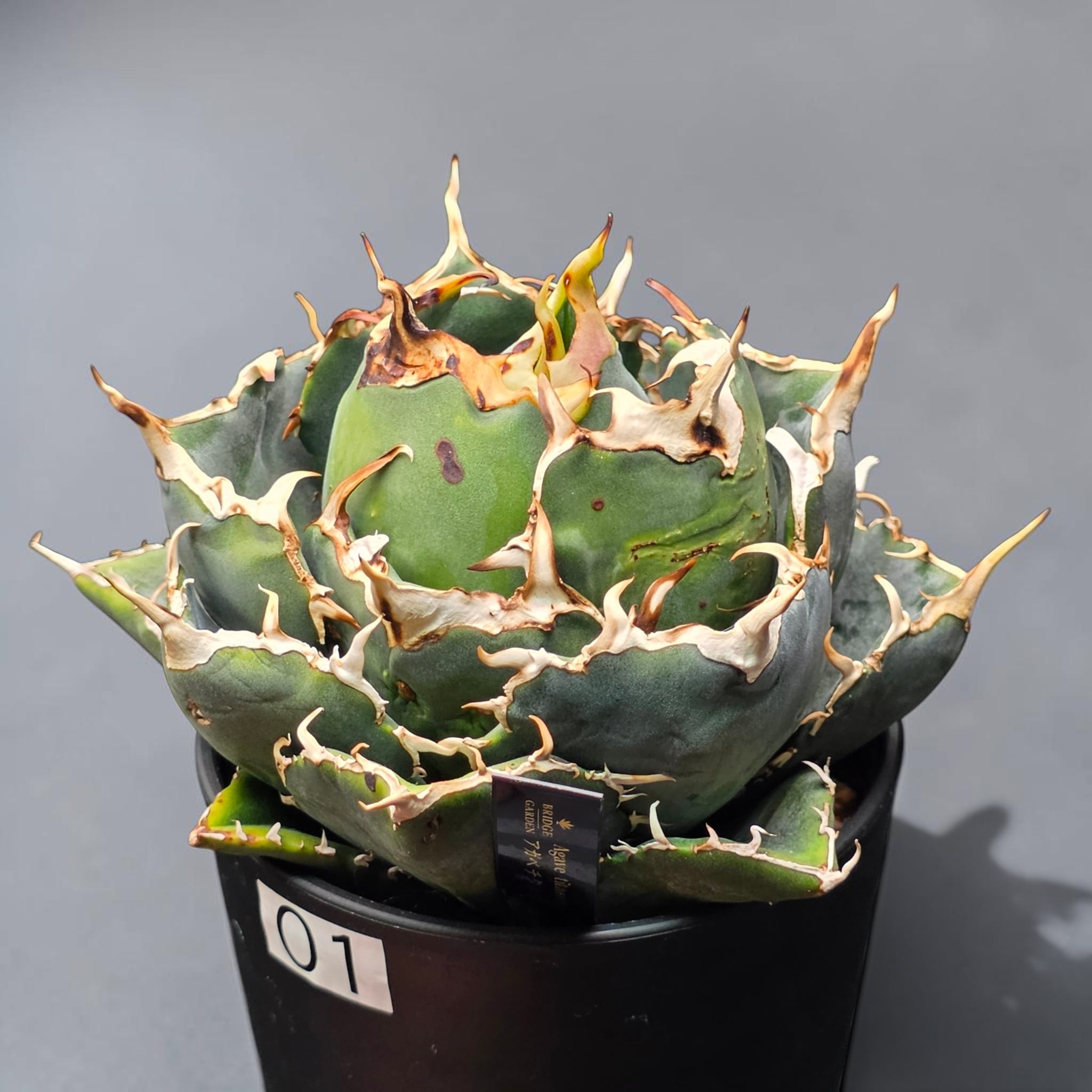 アガベ チタノタ 白鯨 (Agave titanota 'Hakugei') | BRIDGE GARDEN