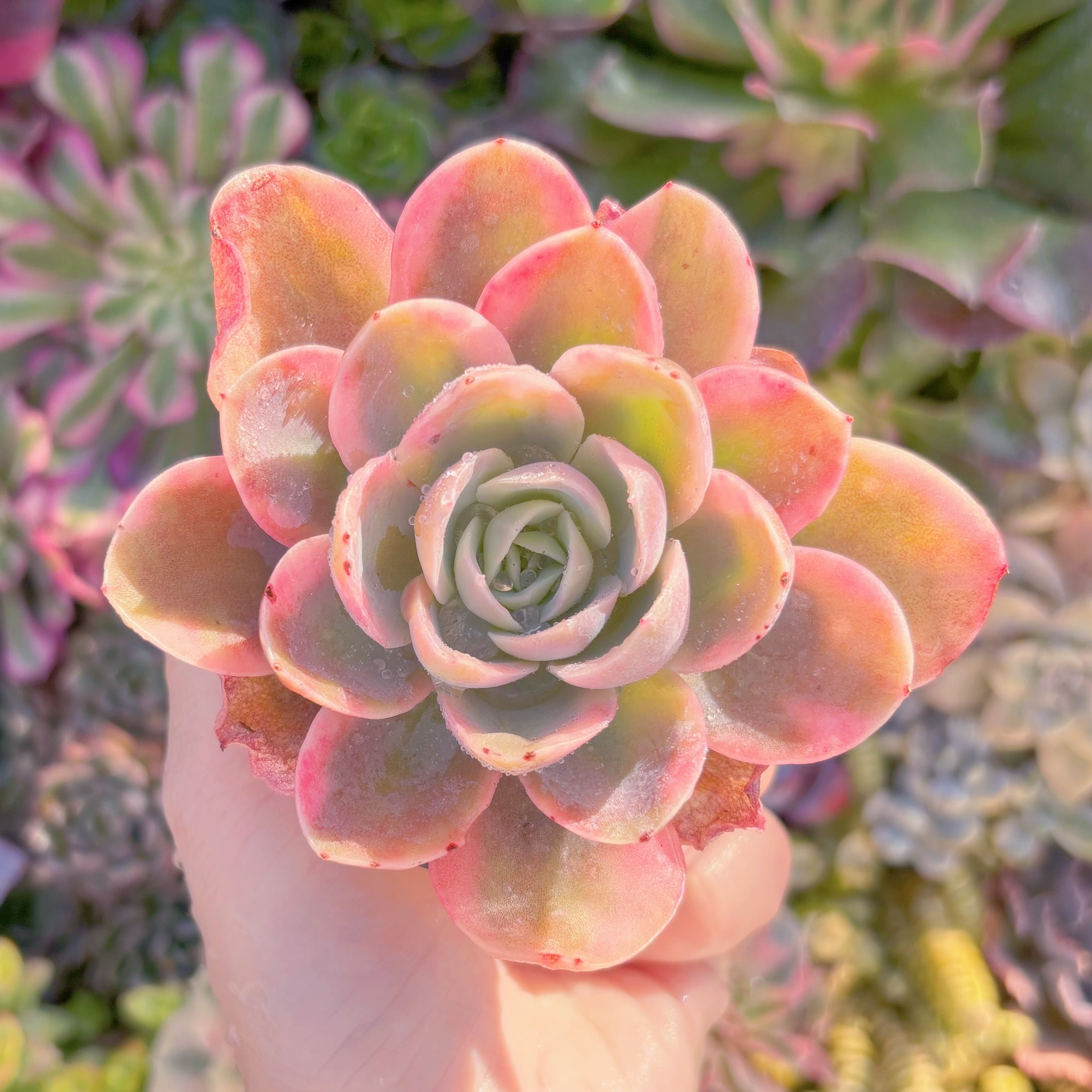 現品　ピンクベラ錦#M293　新入荷　るる農園