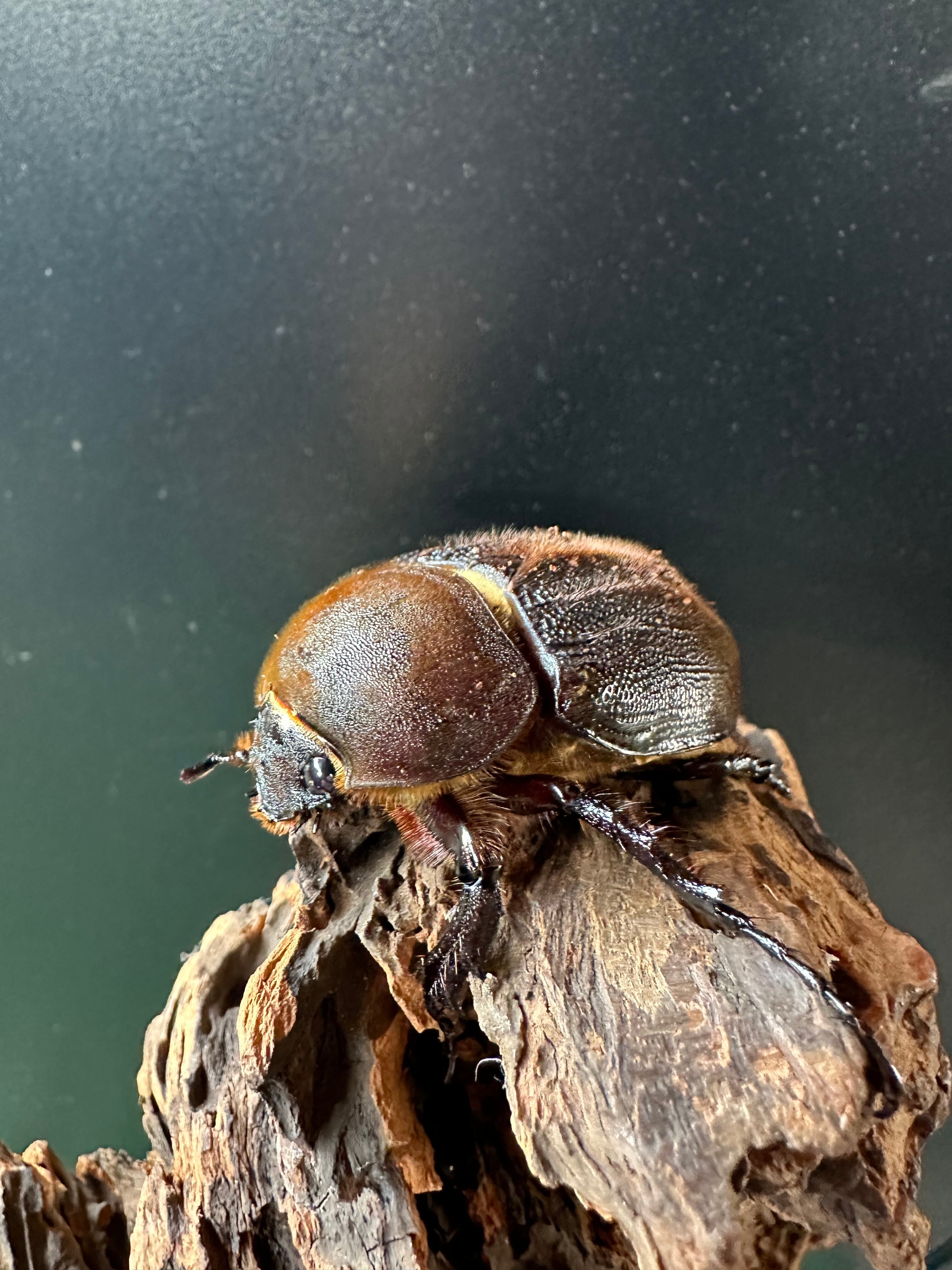 【kinsaba】ゴロファガウジョン ♀単品2頭セット【即ブリ】