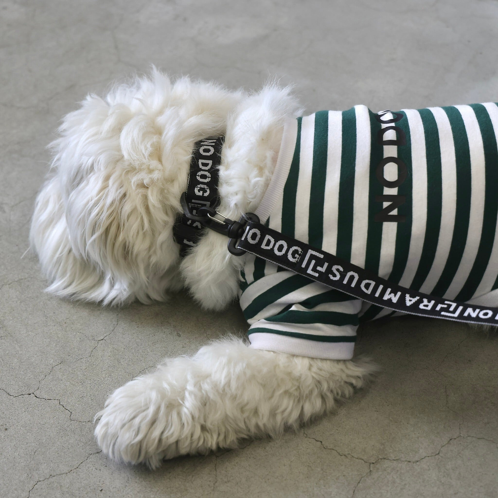 NO DOG × RAMIDUS DOG COLLAR | NO COFFEE