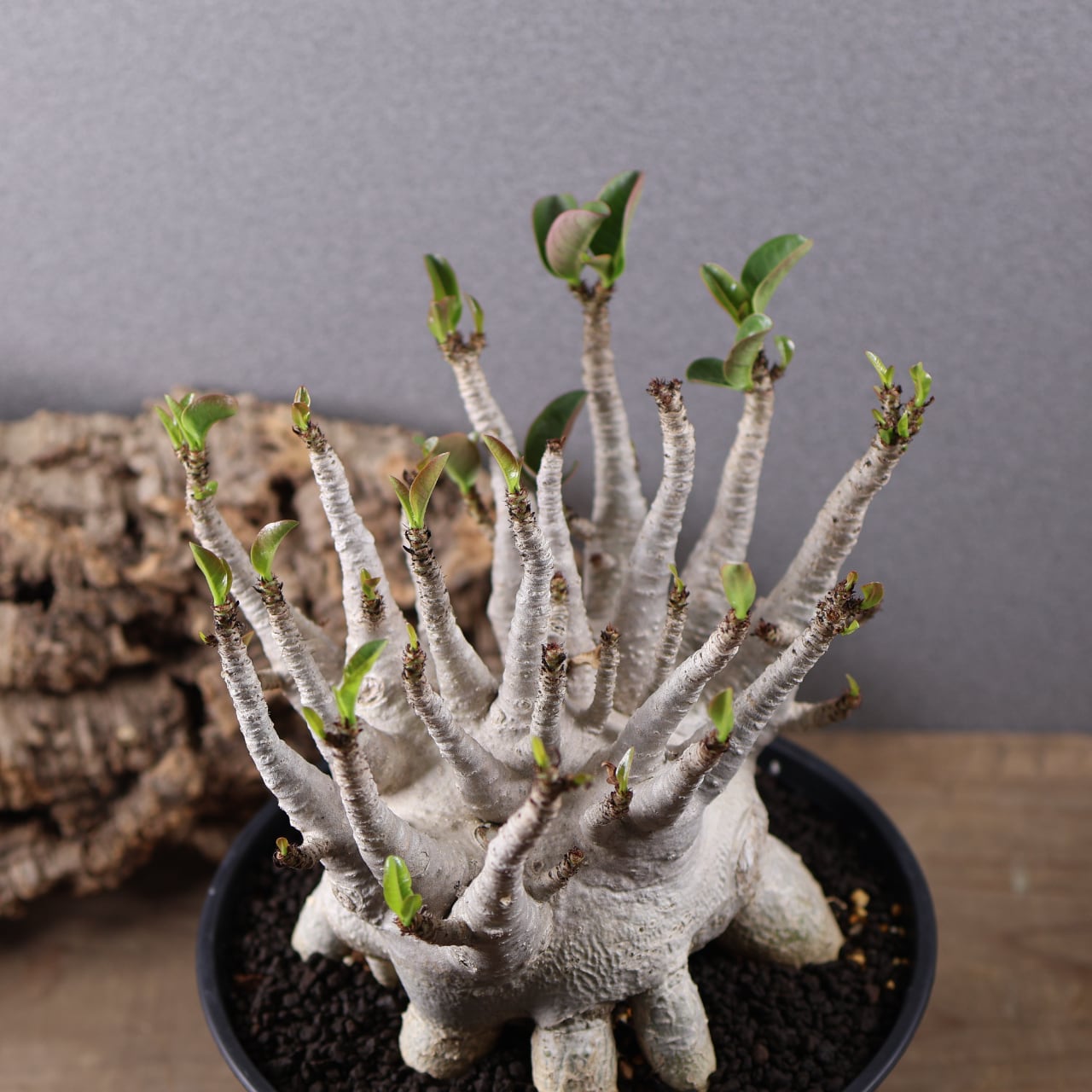 655『特大アデニウム アラビカム』観葉植物【送料無料】 | MARX PLANTS