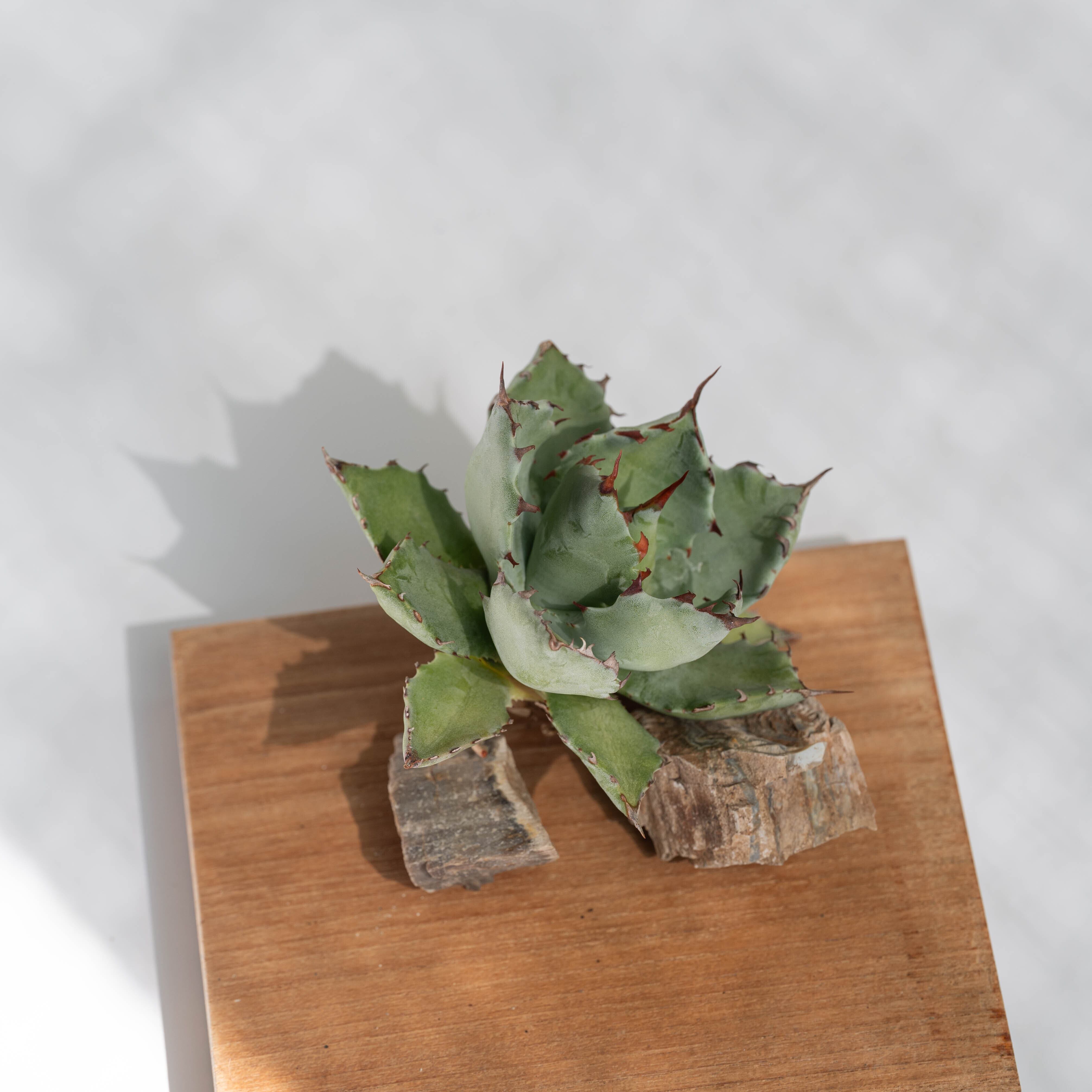 アガベ 蠍蟹B (ヒメサソリガニ) No.9 | Agave Rocon