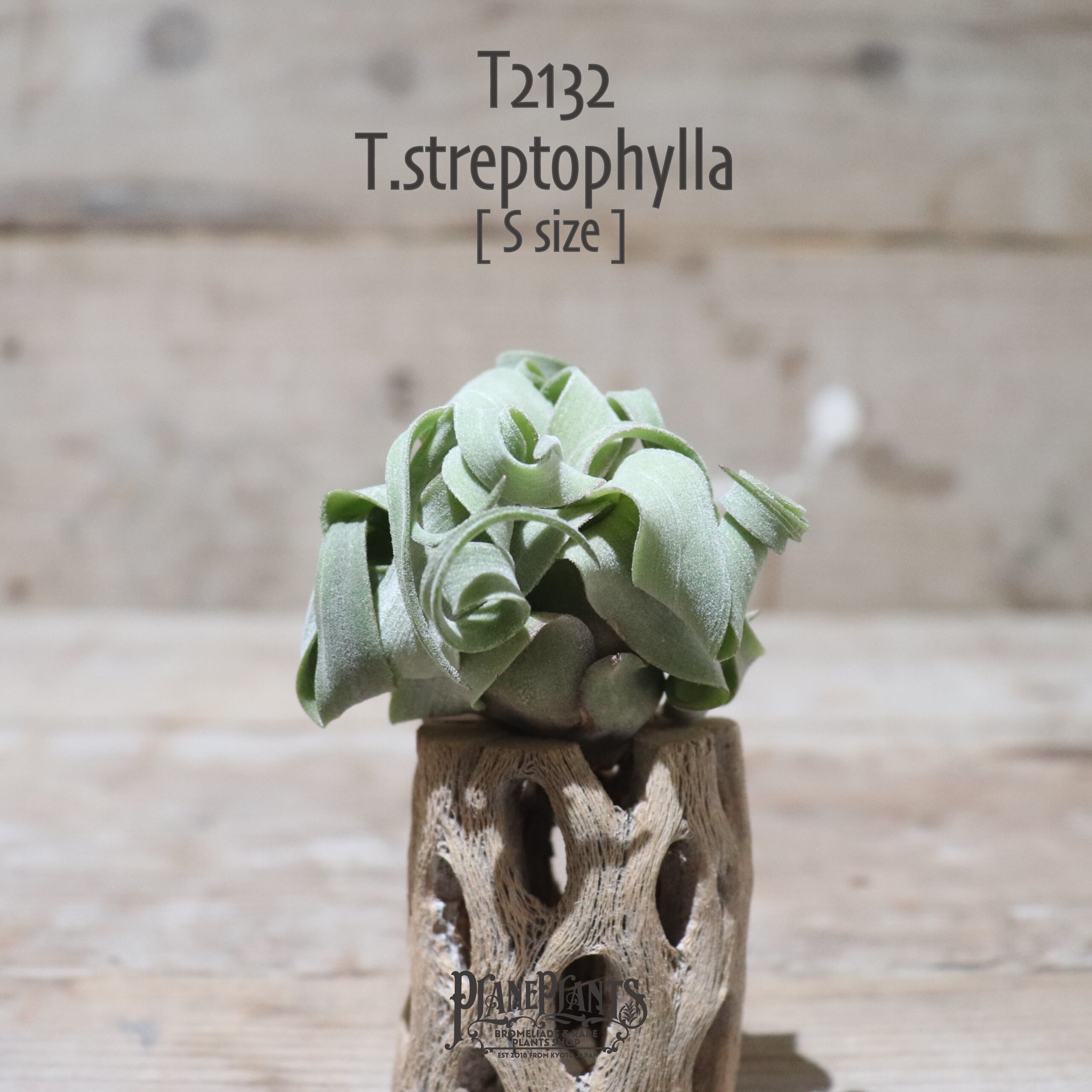 【送料無料】ストレプトフィラ S〔エアプランツ〕現品発送T2132