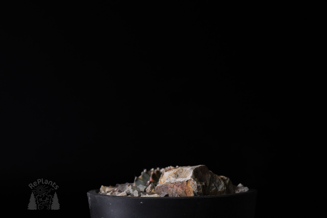 Gymnocalycium mihanovichii 'Hibotan Nishiki' |緋牡丹錦