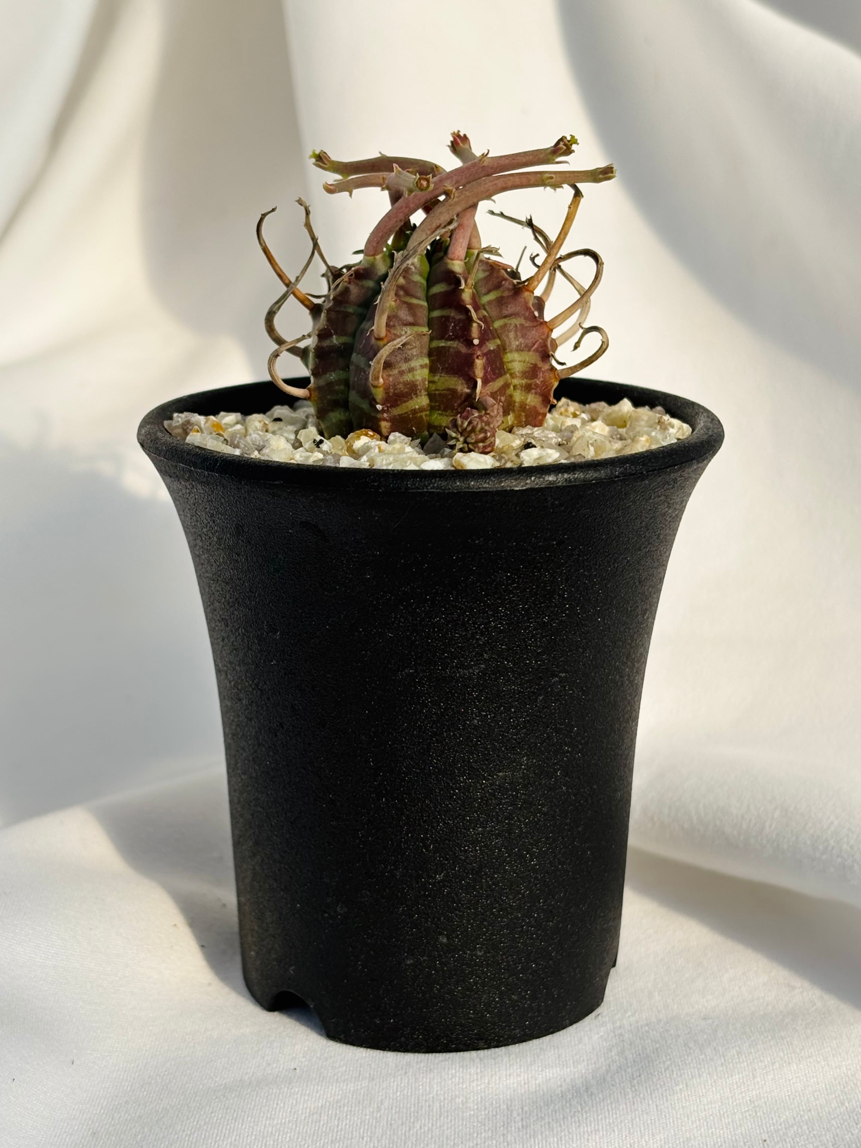 Euphorbia valida ユーフォルビア スーパーブラックバリダ 強刺選抜