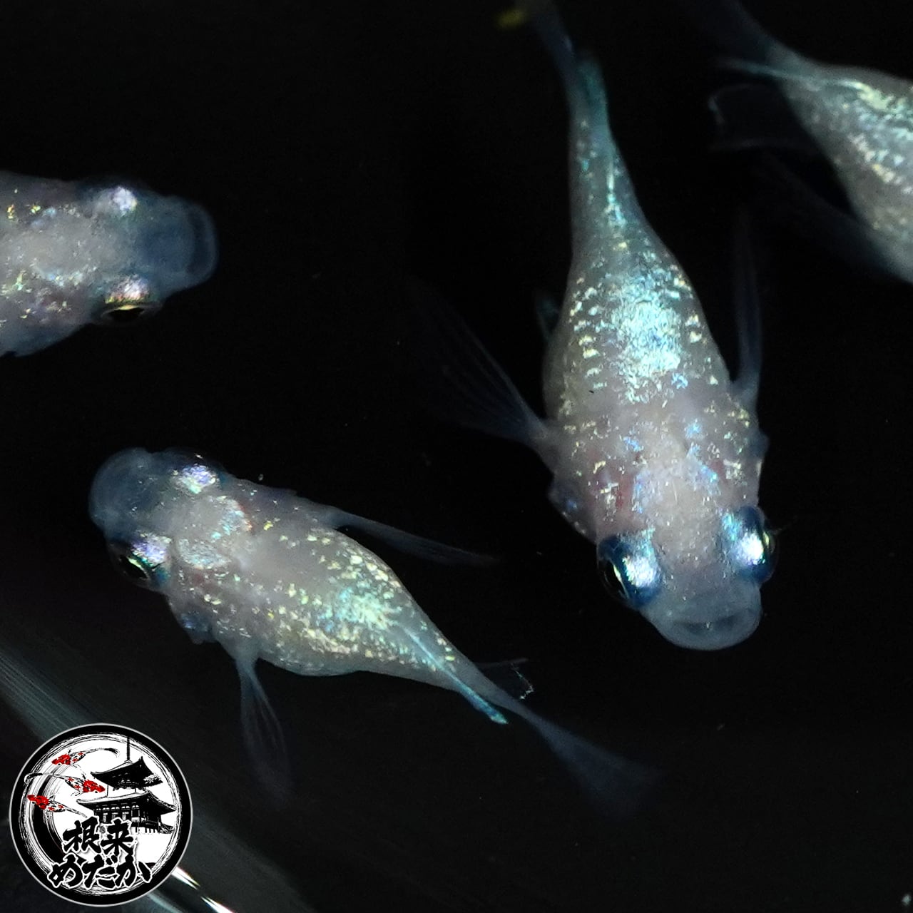 〖1ペア〗ピンクサファイヤダルマ松井ヒレ長メダカ 成魚 1.5～2cm｜改良メダカ