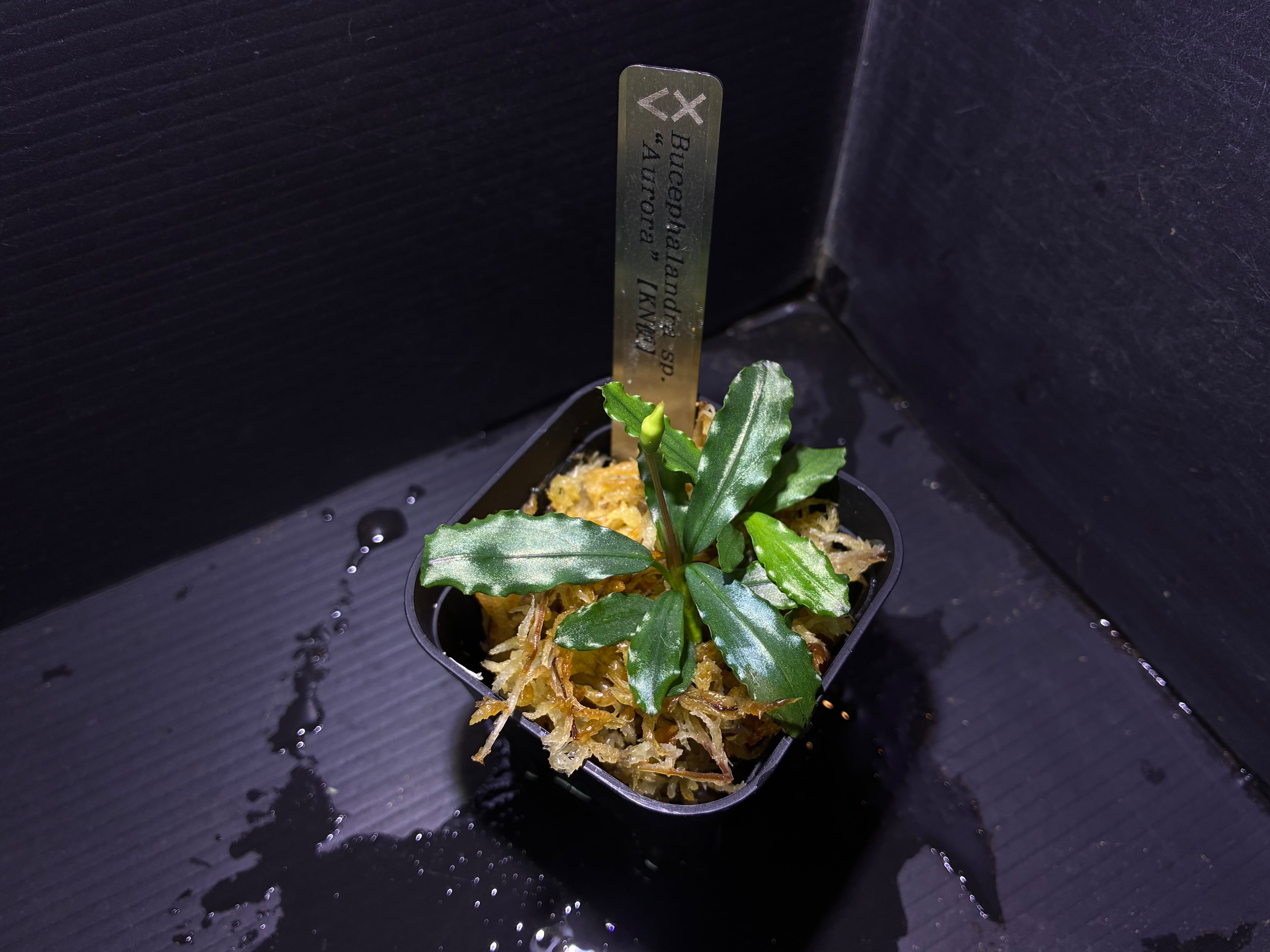 Bucephalandra sp.Aurora KN便 Bucephalandra sp. 