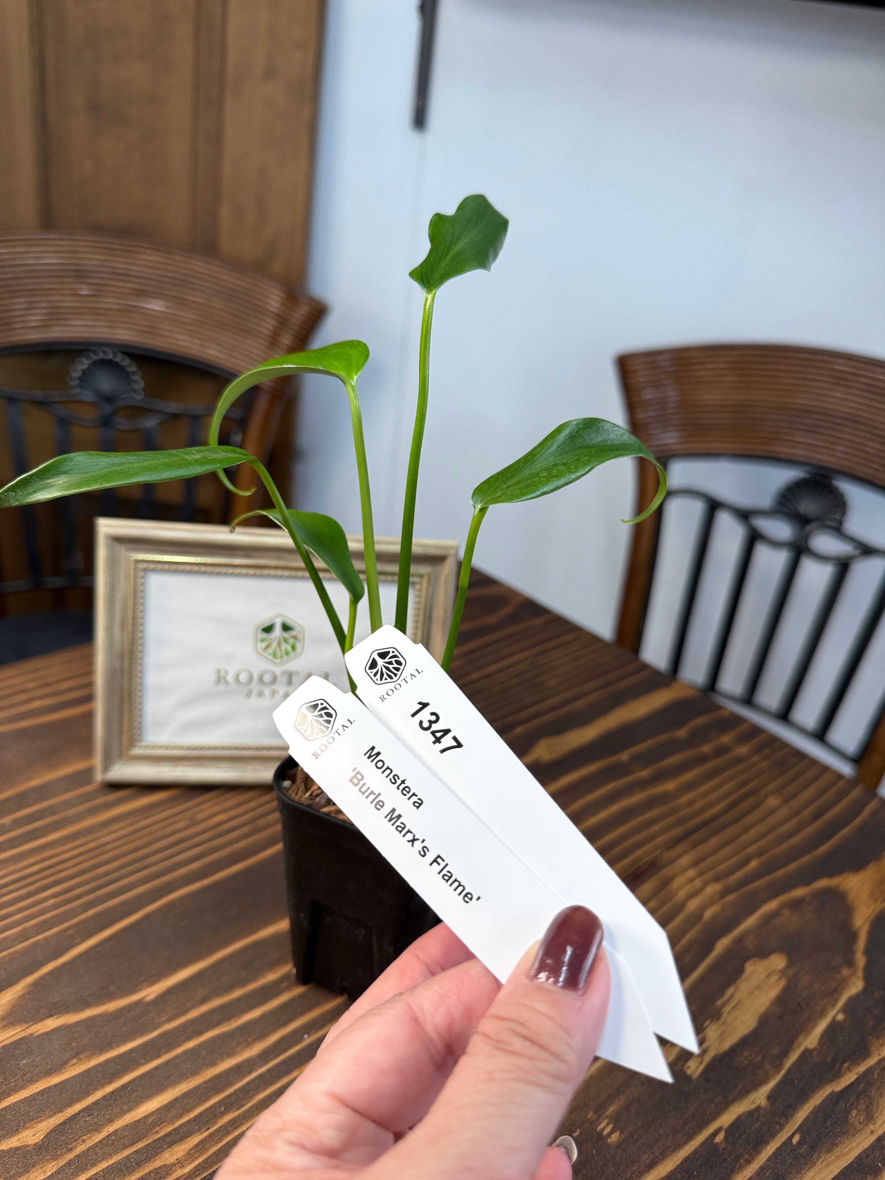 モンステラ | ROOTALPLANTS