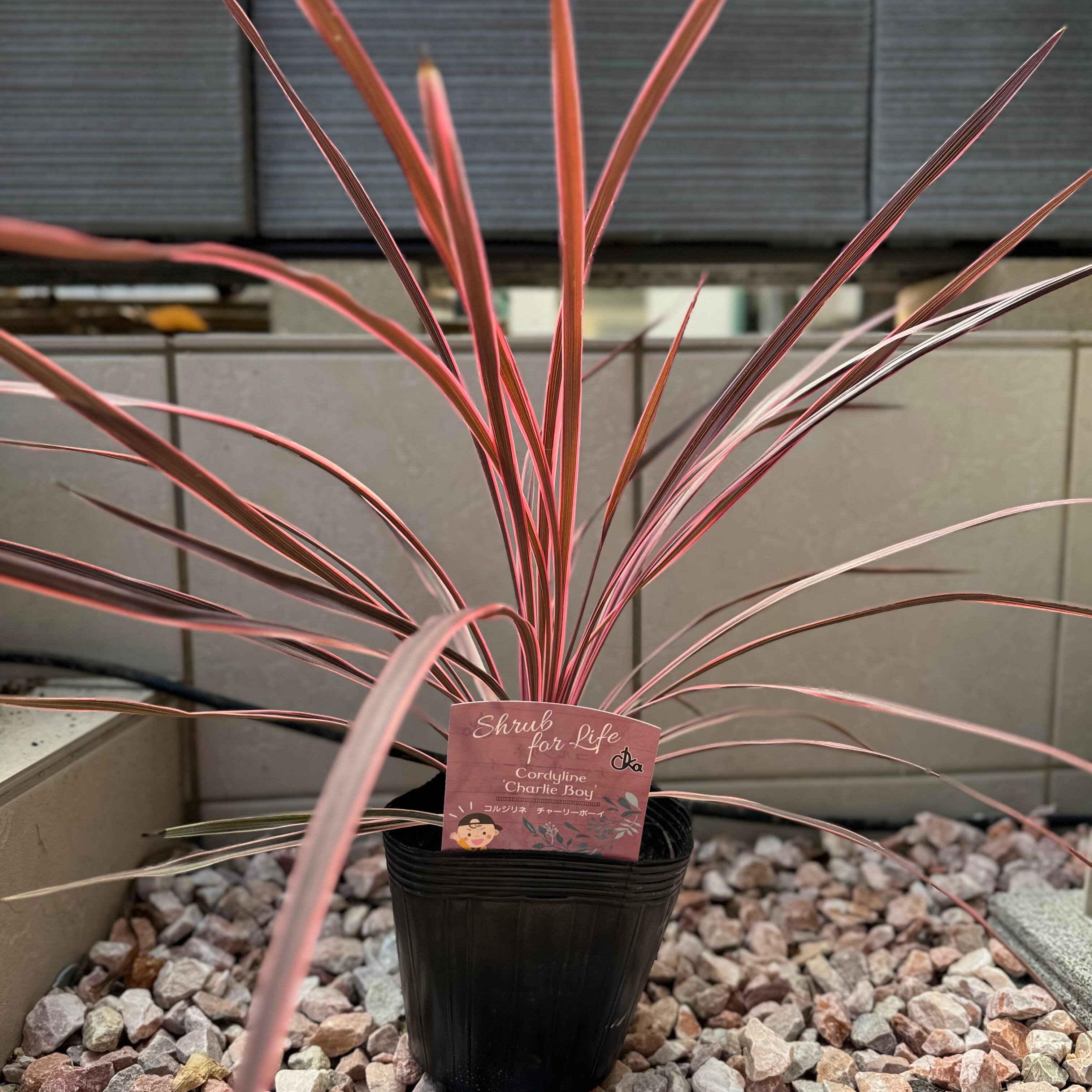 リューカデンドロン②デュリフ大苗オージープランツ観葉植物