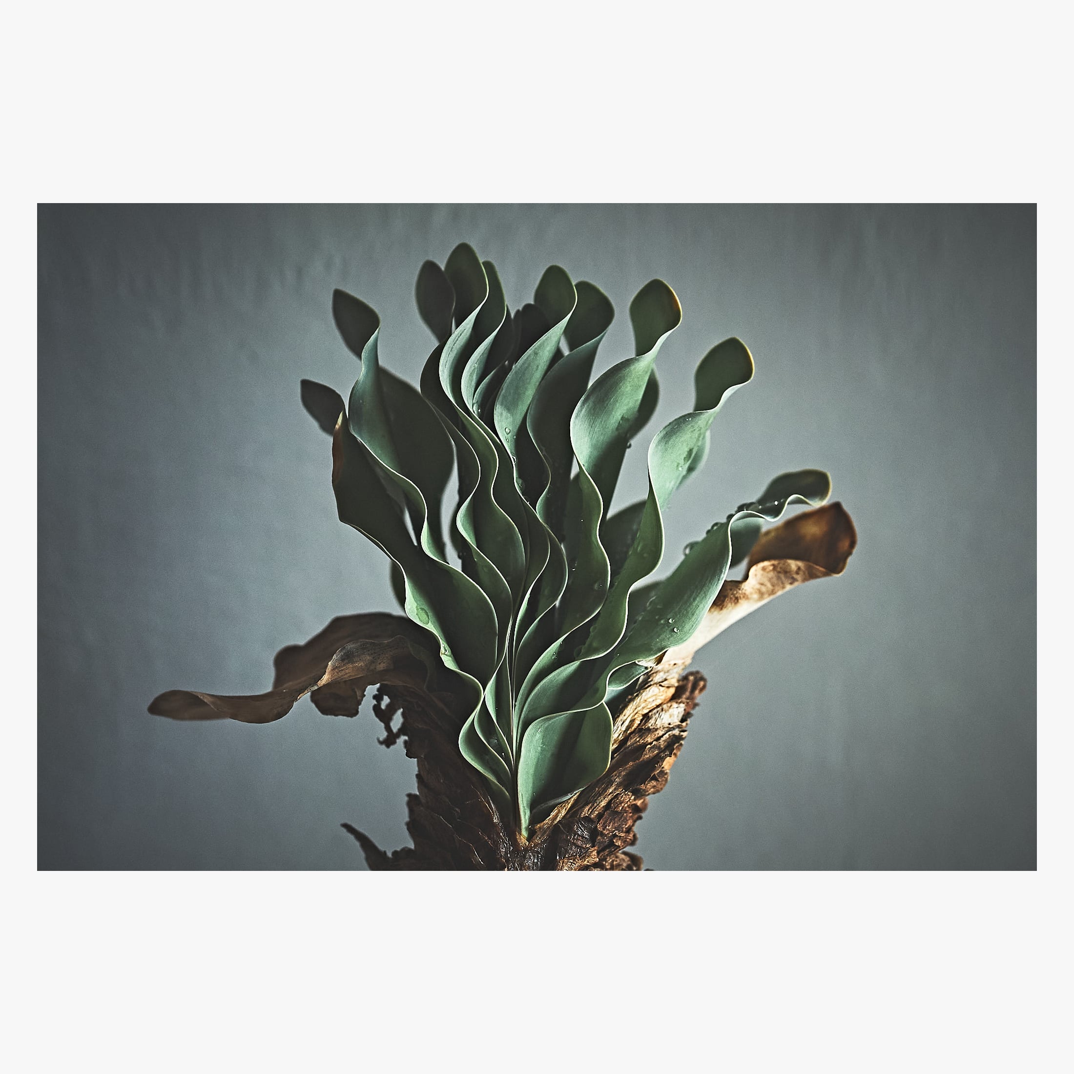 Boophane haemanthoides ブーファン ハエマンソイデス | いい日あたり