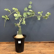 アデニア グラウカ【1012】