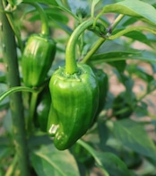 【おまかせセット】淡路島の夏お野菜 初めての方にオススメ
