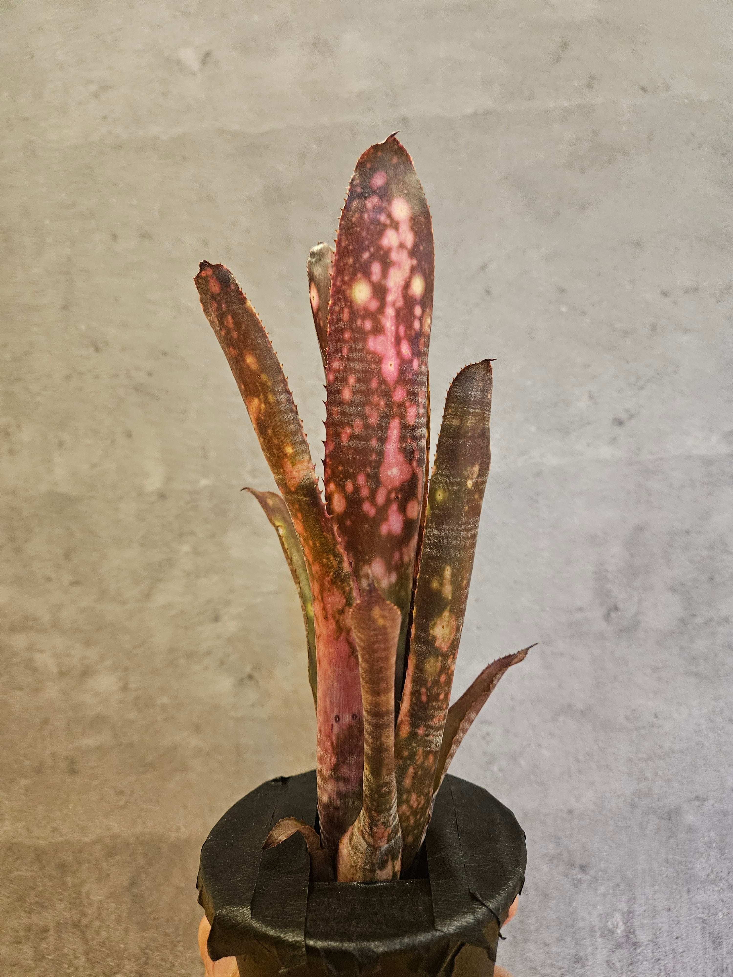ビルベルギア | artPLANTs （アートプランツ）