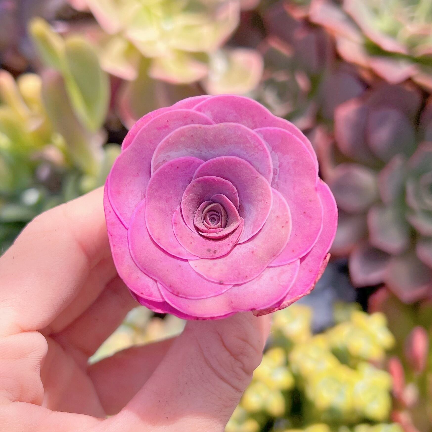 多肉植物　ピンクローズ　新入荷　るる農園